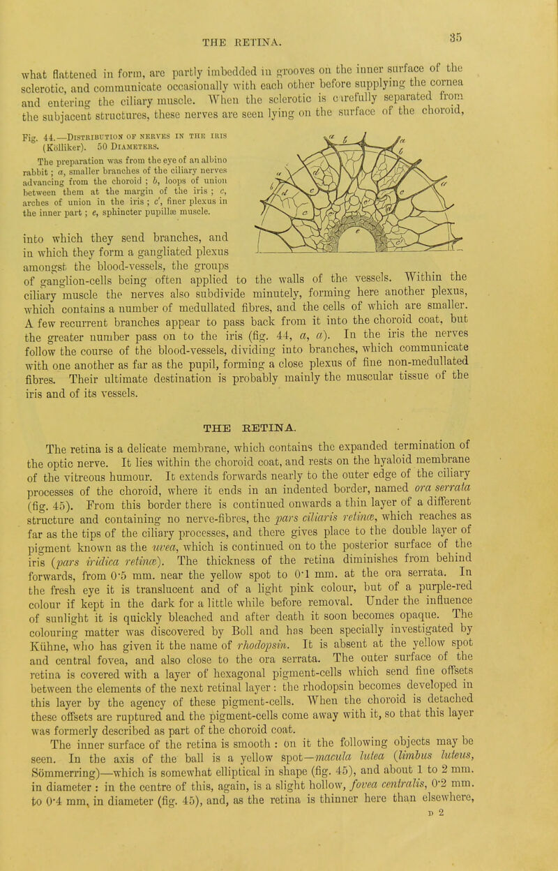 what flattened in form, arc partly imbedded in grooves on the inner surface of the sclerotic, and communicate occasionally with each other before supplying- the cornea and entering the ciliary muscle. When the sclerotic is carefully separated from the subjacent structures, these nerves are seen lying on the surface of the choroid, Fjcr. 44.—Distribution of nerves in the iris ' (Kblliker). 50 Diameters. The preparation was from the eye of an albino rabbit; a, smaller branches of the ciliary nerves advancing from the choroid ; b, loops of union between them at the margin of the iris ; c, arches of union in the iris ; c', finer plexus in the inner part; e, sphincter pupillae muscle. into which they send branches, and in which they form a gangliated plexus amongst the blood-vessels, the groups of ganglion-cells being often applied to the walls of the vessels. Within the ciliary muscle the nerves also subdivide minutely, forming here another plexus, which contains a number of medullated fibres, and the cells of which are smaller. A few recurrent branches appear to pass back from it into the choroid coat, but the greater number pass on to the iris (fig. 44, a, a). In the iris the nerves follow the course of the blood-vessels, dividing into branches, which communicate with one another as far as the pupil, forming a close plexus of fine non-medullated fibres. Their ultimate destination is probably mainly the muscular tissue of the iris and of its vessels. THE RETINA. The retina is a delicate membrane, which contains the expanded termination of the optic nerve. It lies within the choroid coat, and rests on the hyaloid membrane of the vitreous humour. It extends forwards nearly to the outer edge of the ciliary processes of the choroid, where it ends in an indented border, named ora serrata (fig. 45). From this border there is continued onwards a thin layer of a different structure and containing no nerve-fibres, the pars ciliaris retina, which reaches as far as the tips of the ciliary processes, and there gives place to the double layer of pigment known as the uvea, which is continued on to the posterior surface of the iris {pars iridica retince). The thickness of the retina diminishes from behind forwards, from 0'5 mm. near the yellow spot to 0*1 mm. at the ora serrata. In the fresh eye it is translucent and of a light pink colour, but of a purple-red colour if kept in the dark for a little while before removal. Under the influence of sunlight it is quickly bleached and after death it soon becomes opaque. The colouring matter was discovered by Boll and has been specially investigated by Kiihne, who has given it the name of rhodopsin. It is absent at the yellow spot and central fovea, and also close to the ora serrata. The outer surface of the retina is covered with a layer of hexagonal pigment-cells which send fine offsets between the elements of the next retinal layer : the rhodopsin becomes developed in this layer by the agency of these pigment-cells. When the choroid is detached these offsets are ruptured and the pigment-cells come away with it, so that this layer was formerly described as part of the choroid coat. The inner surface of the retina is smooth : on it the following objects may be seen. In the axis of the ball is a yellow spot—macula lutea Qimbus luteus, Sommerring)—which is somewhat elliptical in shape (fig. 45), and about 1 to 2 mm. in diameter : in the centre of this, again, is a slight hollow, fovea centralis, 02 mm. to 0*4 mm, in diameter (fig. 45), and, as the retina is thinner here than elsewhere, i> 2