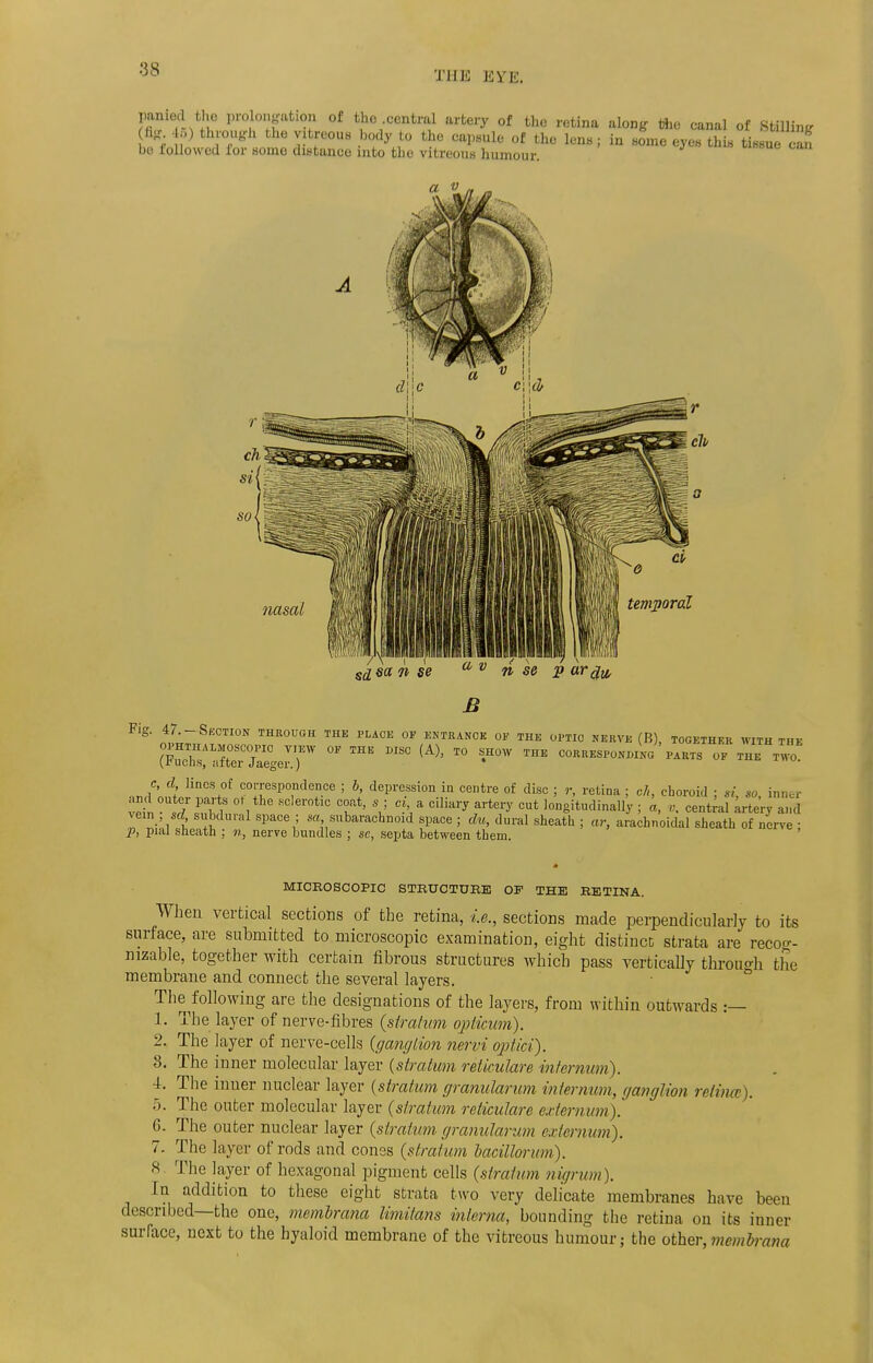 THE EYE. puledI the prolongation of the central artery of the retina along the canal of Stilling (% 45) through the rftreoUB body to the capsule of the lens; in some eyes this tissue can be followed for somo distance into the vitreous humour. a v sd sa n se a v n se p or$w Fig. 47.- Suction through the place of entrance of the optic nerve (B), together with the (¥uZTS7iegevT °* *** ^ ^ ™ **™ ™ corresponding parts of the two C, d lines of correspondence ; 6, depression in centre of disc ; r, retina ; ch, choroid ; H so inner and outer parts ot the .sclerotic coat, s ; ci, a ciliary artery cut longitudinally ; a, v. central artery and vein ; sd subdural space ; ^subarachnoid space ; du, dural sheath ; ar, arachnoidal sheath of nerve ; p, pial sheath : n, nerve bundles ; se, septa between them. MICEOSCOPIC STEUCTUBE OF THE EETINA. When vertical sections of the retina, i.e., sections made perpendicularly to its surface, are submitted to microscopic examination, eight distincc strata are recog- nizable, together with certain fibrous structures which pass vertically throuo-h the membrane and connect the several layers. The^following are the designations of the layers, from within outwards :— 1. The layer of nerve-fibres (stratum opticum). 2. The layer of nerve-cells {ganglion nervi optici). 3. The inner molecular layer {stratum reticulare internum). 4. The inner nuclear layer {stratum granularum internum, ganglion relitue). 5. The outer molecular layer (stratum reticulare externum). 6. The outer nuclear layer (stratum granularum externum). 7. The layer of rods and cones (stratum bacillorum). 8. The layer of hexagonal pigment cells (stratum nigrum). In addition to these eight strata two very delicate membranes have been described—the one, memlrana limitans interna, bounding the retina on its inner surface, next to the hyaloid membrane of the vitreous humour; the other, membrana