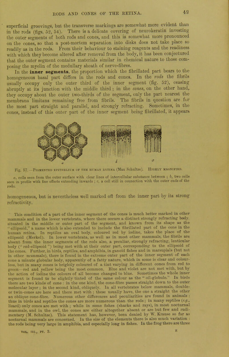 superficial groovings, but the transverse markings are somewhat more evident than in the rods (figs. 52, 54). There is a delicate covering of neurokeratin investing the outer segments of both rods and cones, and this is somewhat more pronounced on the cones, so that a post-mortem separation into disks does not take place so readily as in the rods. From their behaviour to staining reagents and the readiness with which they become altered after removal from the body, it has been conjectured that the outer segment contains materials similar in chemical nature to those com- posing the myelin of the medullary sheath of nerve-fibres. In the inner segments, the proportion which the fibrillated part bears to the homogeneous basal part differs in the rods and cones. In the rods the fibrils usually occupy only the outer third of the inner segment (fig. 52), ceasing abruptly at its junction with the middle third ; in the cones, on the other hand, they occupy about the outer two-thirds of the segment, only the part nearest the membrana limitans remaining free from fibrils. The fibrils in question are for the most part straight and parallel, and strongly refracting. Sometimes, in the cones, instead of this outer part of the inner segment being fibrillated, it appears Fig. 57.—Pigmented epithelium op the human retina (Max Schultze). Highly magnified. «, cells seen from the outer surface with clear lines of intercellular substance between ; b, two cells seen in profile with fine offsets extending inwards ; c, a cell still in connection with the outer ends of the rods. homogeneous, but is nevertheless well marked oft from the inner part by its strong refractivity. This condition of a part of the inner segment of the cones is much better marked in other mammals and in the lower vertebrata, where there occurs a distinct strongly refracting body, situated in the middle or outer part of the segment, and known from its shape as the •• ellipsoid, a name which is also extended to include the fibrillated part of the cone in the human retina. In reptiles an oval body, coloured red by iodine, takes the place of the ellipsoid (Merkel). In lower vertebrata, as well as in most other mammals, the fibrils are absent from the inner segments of the rods also, a peculiar, strongly refracting, lenticular body (•' rod-ellipsoid ) being met with at their outer part, corresponding to the ellipsoid of the cones. Further, in birds, reptiles, and amphibia, in ganoid fishes and in marsupials (but not in other mammals), there is found in the extreme outer part of the inner segment of each cone a minute globular body, apparently of a fatty nature, which in some is clear and colour- Less, but in many cones is brightly coloured of a tint varying in different cones from red to green—red and yellow being the most common. Blue and violet are not met with, but by the action of iodine the colours of all become changed to blue. Sometimes the whole inner segment is found to be slightly tinted of the same colour as the  oil-globule. In birds there are two kinds of cone : in the one kind, the cone-fibre passes straight down to the outer molecular layer ; in the second kind, obliquely. In all vertebrates below mammals, double- or twin-cones are here and there met with ; these usually have, the one a straight the other an oblique cone-fibre. Numerous other differences and peculiarities are found in animals : thus in birds and reptiles the cones are more numerous than the rods ; in many reptiles lizard) only cones are met with ; while in some fishes (sharks and rays), in most nocturnal mammals, and in the owl, the cones are either altogether absent or are but few and rudi- mentary (M. Schultze). This statement has, however, been denied by W. Krause so_ far as nocturnal mammals are concerned. In the size of the elements there is also much variation : the rods being very large in amphibia, and especially long in fishes. In the frog there are three vou nr., pt. 3. E