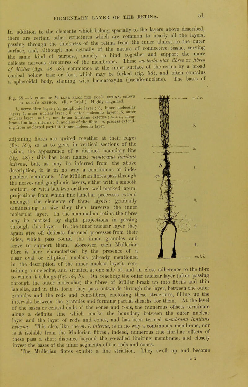 PIGMENTARY LAYER OF THE RETINA. 111 addition to the eleoients which belong specially to the layers above described, there are certain other structures which are common to nearly all the layers, passino- through the thickness of the retina from the inner almost to the outer surface, and, although not actually of the nature of connective tissue serving the same kind of purpose, namely to bind together and support the more delicate nervous structures of the membrane. These sustentacula? fibres or fibres of Miiller (figs. 48, 58), commence at the inner surface of the retina by a broad conical hollow base or foot, which may be forked (fig. 58), and often contains a spheroidal body, staining with hematoxylin (pseudo-nucleus). The bases ot Fjg, 58.—A FIBRE OF MULLEB. FROM THE UOg's RETINA, SHOWN by golgi's method. (R. y Cajal.) Highly magnified. 1, nerve-fibre layer; 2, ganglionic layer ; 3, inner molecular layer; 4, inner nuclear layer ; 5, outer molecular layer ; 6, outer nuclear layer ; m.l.e., membrana liuiitans externa; m.l.i., mem- brana limitans interna ; b. nucleus of the fibre ; a, process extend- ing from nucleated part into inner molecular layer. adjoining fibres are united together at their edges (fig. 59), so as to give, in vertical sections of the retina, the appearance of a distinct boundary line (fig. 48) ; this has been named membrana limitans interna, but, as may be inferred from the above description, it is in no way a continuous or inde- pendent membrane. The Miillcrian fibres pass through the nerve- and ganglionic layers, either with a smooth contour, or with but two or three well-marked lateral projections from which fine lamellar processes extend amongst the elements of those layers: gradually diminishing in size they then traverse the inner molecular layer. In the mammalian retina the fibres may be marked by slight projections in passing- through this layer. In the inner nuclear layer they as-ain sive off delicate flattened processes from their sides, which pass round the inner granules and serve to support them. Moreover, each Miilleriaii fibre is here characterised by the presence of a clear oval or elliptical nucleus (already mentioned in the description of the inner nuclear layer), con- taining a nucleolus, and situated at one side of, and in close adherence to the fibre to which it belongs (fig. 58, b). On reaching the outer nuclear layer (after passing through the outer molecular) the fibres of Miiller break up into fibrils and thin lamellae, and in this form they pass outwards through the layer, between the outer granules and the rod- and cone-fibres, enclosing these structures, filling up the intervals between the granules and forming partial sheaths for them. At the level of the bases or central ends of the cones and rods, the numerous offsets terminate along a definite line which marks the boundary between the outer nuclear layer and the layer of rods and cones, and has been termed membrana limitans externa. This also, like the m. 1. 'interna, is in no way a continuous membrane, nor is it isolable from the Mullerian fibres ; indeed, numerous fine fibrillar offsets of these pass a short distance beyond the so-called limiting membrane, and closely invest the bases of the inner segments of the rods and cones. The Mullerian fibres exhibit a fine striation. They swell up and become
