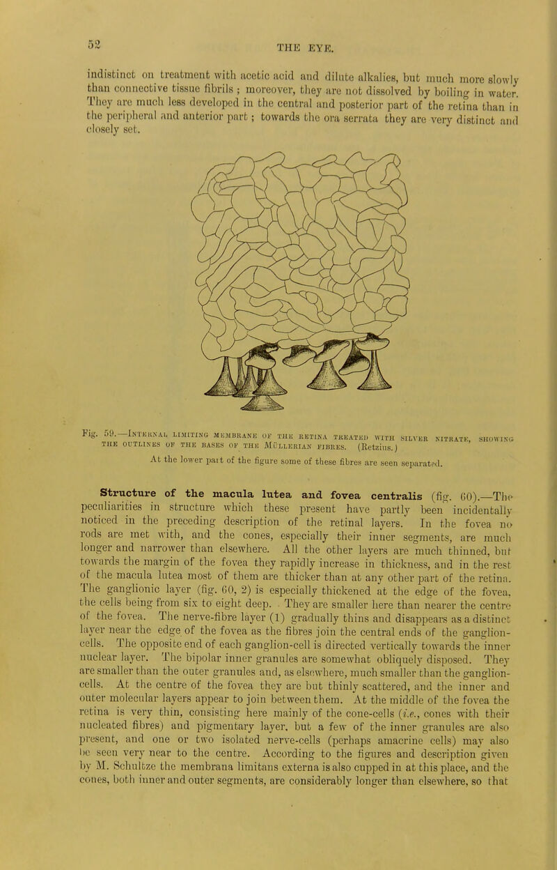 indistinct on treatment with acetic acid and dilute alkalies, but much more slowly than connective tissue fibrils 5 moreover, they are not dissolved by boiling in water. They are much less developed in the central and posterior part of the retina than in the peripheral and anterior part 5 towards the ora serrata they are very distinct and closely set. big. 09.—Interna... limiting membrane of the ret.na treated with silver nitrate, showing THE OUTLINES OF THE BASES OF THE Mi/LLERIAN FIBRES. (KetzillS.) At the lower part of the figure some of these fibres are seen separated. Structure of the macula lutea and fovea centralis (fig. GO). The peculiarities in structure which these present have partly been* incidentally noticed in the preceding description of the retinal layers.' In the fovea no rods are met with, and the cones, especially their inner segments, are much longer and narrower than elsewhere. All the other layers are much thinned, but towards the margin of the fovea they rapidly increase in thickness, and in the rest of the macula lutea most of them are thicker than at any other part of the retina. The ganglionic layer (fig. 60, 2) is especially thickened at the edge of the fovea, the cells being from six to eight deep. They are smaller here than nearer the centre of the fovea. The nerve-fibre layer (1) gradually thins and disappears as a distinct layer near the edge of the fovea as the fibres join the central ends of the ganglion- cells. The opposite end of each ganglion-cell is directed vertically towards the inner nuclear layer. The bipolar inner granules are somewhat obliquely disposed. They are smaller than the outer granules and, as elsewhere, much smaller than the ganglion- cells. At the centre of the fovea they are but thinly scattered, and the inner and outer molecular layers appear to join between them. At the middle of the fovea the retina is very thin, consisting here mainly of the cone-cells {i.e., cones with their nucleated fibres) and pigmentary layer, but a few of the inner granules are also present, aud one or two isolated nerve-cells (perhaps amacrine cells) may also lie seen very near to the centre. According to the figures and description given by M. Schultze the membrana limitans externa is also cupped in at this place, and the cones, both inner and outer segments, are considerably longer than elsewhere, so that