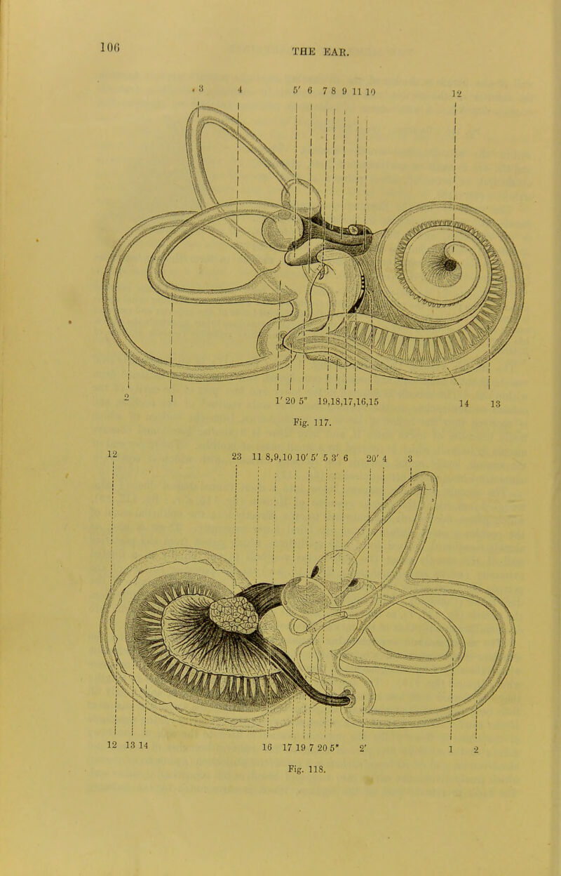 100 THE KAU. 4 5' 6 7 8 9 11 10 1'20 5 19,18,17,16,15 h 13 Fig. 117.