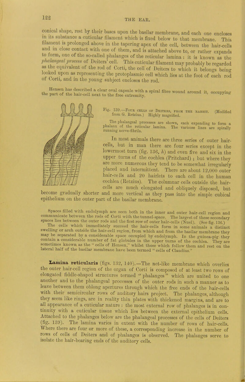 THE EAR. conical shape, rest by their bases upon the basilar membrane, and each one encloses m its substance a cuticular filament which is fixed below to that membrane This filament is prolonged above in the tapering apex of the cell, between the hair-cells and m close contact with one of them, and is attached above to, or rather expands to form, one of the so-called phalanges of the reticular lamina : it is known as the phalangeal process of Deltas' cell. This cuticular filament mav probably be regarded as the equivalent of the rod of Corti, the cell of Deiters to which it belongs°being looked upon as representing the protoplasmic cell which lies at the foot of each rod ot Corti, and in the young subject encloses the rod. Hensen has described a clear oval capsule with a spiral fibre wound around it, occupying the part of the hair-cell next to the free extremity. oooupyinj, Fig- 139.—Four cells ok Deiters, from the rabbit. (Modified from G. Retzius.) Highly magnified. The phalangeal processes are shown, each expanding to form a phalanx of the reticular lamina. The varicose lines are spirally running nerve-fibrils. In most animals there are three series of outer hair- cells, but in man there are four series except in the lowermost turn (fig. 136, h) and even five and six in the upper turns of the cochlea (Pritchard) ; but where they are more numerous they tend to be somewhat irregularly placed and intermittent. There are about 12,000 outer hair-cells and 20 hairlets to each cell in the human cochlea (Retzius). The columnar cells outside the hair- cells are much elongated and obliquely disposed, but become gradually shorter and more vertical as they pass into the simple cubical epithelium on the outer part of the basilar membrane. Spaces filled with endoiymph are seen both in the inner and outer hair-cell region and communicate between the rods of Corti with the tunnel-space. The largest of these secondary spaces lies between the outer rods and the first row of outer hair-cells (Nuel). (See fig. 136.) The cells which immediately succeed the hair-cells form in some animals a distinct swelling or arch outside the hair-cell region, from which and from the basilar membrane they may be separated by a considerable space occupied by endoiymph. In the guinea-pig they contain a considerable number of fat globules in the upper turns of the cochlea They are sometimes known as the  cells of Hensen, whilst those which follow them and rest on the lateral half of the basilar membrane have been termed  cells of Claudius.1' Lamina reticularis (figs. 132, 110).—The net-like membrane which overlies the outer hair-cell region of the organ of Corti is composed of at least two rows of elongated fiddle-shaped structures termed phalanges which are united to one another and to the phalangeal processes of the outer rods in such a manner as to leave between them oblong apertures through which the free ends of the hair-cells with their semicircular rows of auditory hairs project. The phalanges, although they seem like rings, are in reality thin plates with thickened margins, and are to all appearance of a cuticular nature : the most external row of phalanges is in con- tinuity with a cuticular tissue which lies between the external epithelium cells. Attached to the phalanges below are the phalangeal processes of the cells of Deiters (fig. 139). The lamina varies in extent with the number of rows of hair-cells. Where there are four or more of these, a corresponding increase in the number of rows of cells of Deiters and of phalanges is observed. The phalanges serve to isolate the hair-bearing ends of the auditory cells.