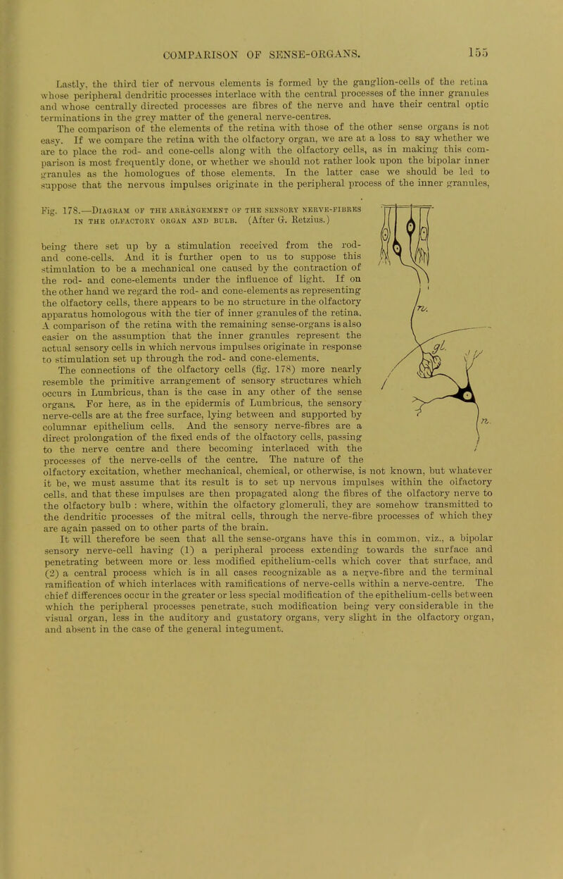 Lastly, the third tier of nervous elements is formed by the ganglion-cells of the retina whose peripheral dendritic processes interlace with the central processes of the inner granules and whose centrally directed processes are fibres of the nerve and have their central optic terminations in the grey matter of the general nerve-centres. The comparison of the elements of the retina with those of the other sense organs is not easy. If we compare the retina with the olfactory organ, we are at a loss to say whether we are to place the rod- and cone-cells along with the olfactory cells, as in making this com- parison is most frequently done, or whether we should not rather look upon the bipolar inner granules as the homologues of those elements. In the latter case we should be led to suppose that the nervous impulses originate in the peripheral process of the inner granules, Kig. 178.—Diagram of the arrangement of the sensory nerve-fibres IN THE OLFACTORY ORGAN AND BULB. (After Gr. RetziuS.) being there set up by a stimulation received from the rod- and cone-cells. And it is further open to us to suppose this stimulation to be a mechanical one caused by the contraction of the rod- and cone-elements under the influence of light. If on the other hand we regard the rod- and cone-elements as representing the olfactory cells, there appears to be no structure in the olfactory apparatus homologous with the tier of inner granules of the retina. A comparison of the retina with the remaining sense-organs is also easier on the assumption that the inner granules represent the actual sensory cells in which nervous impulses originate in response to stimulation set up through the rod- and cone-elements. The connections of the olfactory cells (fig. 178) more nearly resemble the primitive arrangement of sensory structures which occurs in Lumbricus, than is the case in any other of the sense organs. For here, as in the epidermis of Lumbricus, the sensory nerve-cells are at the free surface, lying between and supported by columnar epithelium cells. And the sensory nerve-fibres are a direct prolongation of the fixed ends of the olfactory cells, passing to the nerve centre and there becoming interlaced with the processes of the nerve-cells of the centre. The nature of the olfactory excitation, whether mechanical, chemical, or otherwise, is not known, but whatever it be, we must assume that its result is to set up nervous impulses within the olfactory cells, and that these impulses are then propagated along the fibres of the olfactory nerve to the olfactory bulb : where, within the olfactory glomeruli, they are somehow transmitted to the dendritic processes of the mitral cells, through the nerve-fibre processes of which they are again passed on to other parts of the brain. It will therefore be seen that all the sense-organs have this in common, viz., a bipolar sensory nerve-cell having (1) a peripheral process extending towards the surface and penetrating between more or. less modified epithelium-cells which cover that surface, and (2) a central process which is in all cases recognizable as a ner.ve-fibre and the terminal ramification of which interlaces with ramifications of nerve-cells within a nerve-centre. The chief differences occur in the greater or less special modification of the epithelium-cells between which the peripheral processes penetrate, such modification being very considerable in the visual organ, less in the auditory and gustatory organs, very slight in the olfactory organ, and absent in the case of the general integument.