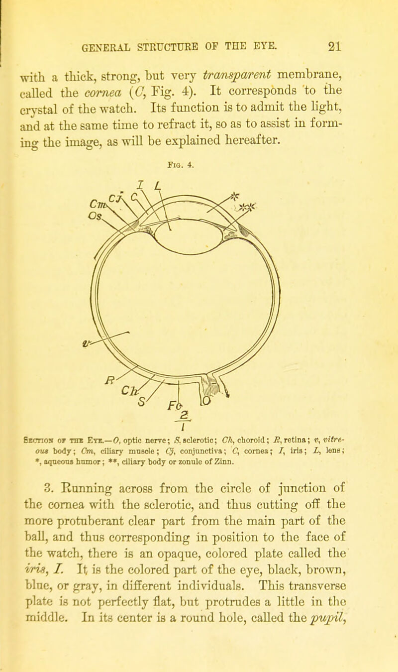 with a thick, strong, but very transparent membrane, called the cornea (C, Fig. 4). It corresponds to the crystal of the watch. Its function is to admit the light, and at the same time to refract it, so as to assist in form- ing the image, as will be explained hereafter. Fig. 4. I L Sermos or the Eye.— 0, optic nerve; S. sclerotic; Ch, choroid; E, retina; «, mire- cm* body; Cm, ciliary mnscle; Cj, conjunctiva; C, cornea; 7, iris; L, lens; *, aqueous humor; **, ciliary body or zonule of Zinn. 3. Running across from the circle of junction of the cornea with the sclerotic, and thus cutting off the more protuherant clear part from the main part of the ball, and thus corresponding in position to the face of the watch, there is an opaque, colored plate called the iris, I. It is the colored part of the eye, black, brown, bine, or gray, in different individuals. This transverse plate is not perfectly flat, but protrudes a little in the middle. In its center is a round hole, called the pupil,