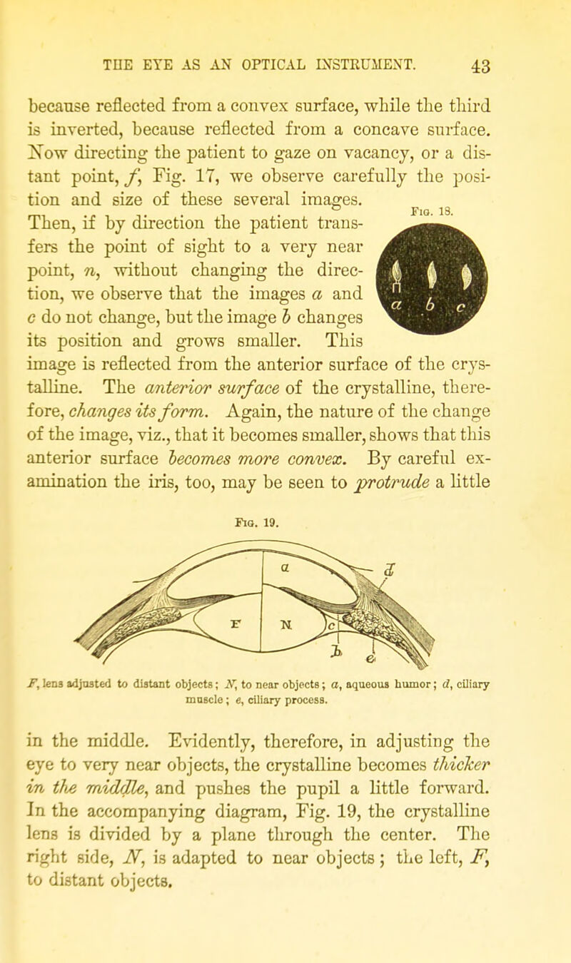 Fig. 18. because reflected from a convex surface, while the third is inverted, because reflected from a concave surface. !Now directing the patient to gaze on vacancy, or a dis- tant point, f, Fig. 17, we observe carefully the posi- tion and size of these several images. Then, if by direction the patient trans- fers the point of sight to a very near point, n, without changing the direc- tion, we observe that the images a and c do not change, but the image b changes its position and grows smaller. This image is reflected from the anterior surface of the crys- talline. The anterior surface of the crystalline, there- fore, changes its form. Again, the nature of the change of the image, viz., that it becomes smaller, shows that this anterior surface becomes more convex. By careful ex- amination the iris, too, may be seen to protrude a little Fig. 19. Wf lens adjusted to distant objects; N, to near objectB; a, aqueous humor; d, ciliary muscle; «, ciliary process. in the middle. Evidently, therefore, in adjusting the eye to very near objects, the crystalline becomes thicker in the middle, and pushes the pupil a little forward. In the accompanying diagram, Fig. 19, the crystalline lens is divided by a plane through the center. The right side, iV, is adapted to near objects; the left, F, to distant objects.