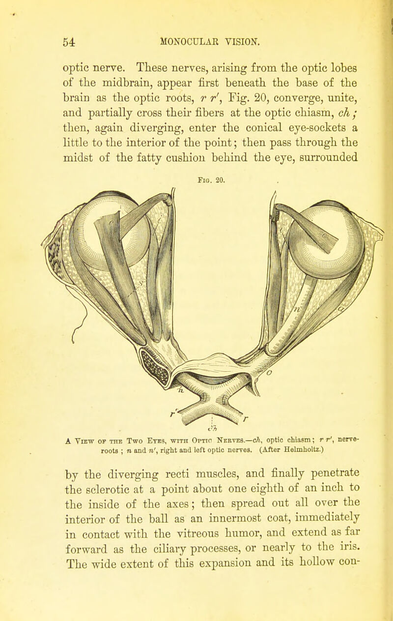 optic nerve. These nerves, arising from the optic lobes of the midbrain, appear first beneath the base of the brain as the optic roots, r r', Fig. 20, converge, unite, and partially cross their fibers at the optic chiasm, ch ; then, again diverging, enter the conical eye-sockets a little to the interior of the point; then pass through the midst of the fatty cushion behind the eye, surrounded Fig. 20. A View of the Two Eyes, with Optic Nerves.—ch, optic chiasm; r r\ nerve- roots ; m and n\ right and left optic nerves. (After Helmholtz.) by the diverging recti muscles, and finally penetrate the sclerotic at a point about one eighth of an inch to the inside of the axes; then spread out all over the interior of the ball as an innermost coat, immediately in contact with the vitreous humor, and extend as far forward as the ciliary processes, or nearly to the iris. The wide extent of this expansion and its hollow con-