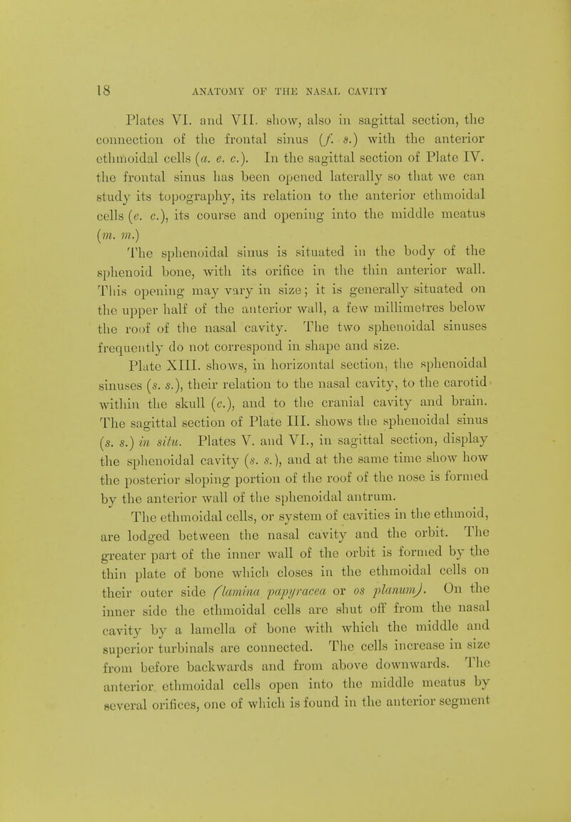 Plates VI. and VII. show, also in sagittal section, the connection of the frontal sinus (/. s.) with the anterior ethmoidal cells («. e. c). In the sagittal section of Plate IV. the frontal sinus has been opened laterally so that we can study its topography, its relation to the anterior ethmoidal cells (e. c), its course and opening into the middle meatus (m. in.) The sphenoidal sinus is situated in the body of the sphenoid bone, with its orifice in the thin anterior wall. This opening may vary in size; it is generally situated on the upper half of the anterior wall, a few millimetres below the roof of the nasal cavity. The two sphenoidal sinuses frequently do not correspond in shape and size. Plate XIII. shows, in horizontal section, the sphenoidal sinuses (s. s.), their relation to the nasal cavity, to the carotid- within the skull (c), and to the cranial cavity and brain. The sagittal section of Plate III. shows the sphenoidal sinus (s. s.) in situ. Plates V. and VI., in sagittal section, display the sphenoidal cavity (s. s.), and at the same time show how the posterior sloping portion of the roof of the nose is formed by the anterior wall of the sphenoidal antrum. The ethmoidal cells, or system of cavities in the ethmoid, are lodged between the nasal cavity and the orbit. The greater part of the inner wall of the orbit is formed by the thin plate of bone which closes in the ethmoidal cells on their outer side (lamina papyracca or os planum). On the inner side the ethmoidal cells arc shut oil' from the nasal cavity by a lamella of bone with which the middle and superior turbinals are connected. The cells increase in size from before backwards and from above downwards. The anterior ethmoidal cells open into the middle meatus by several orifices, one of which is found in the anterior segment