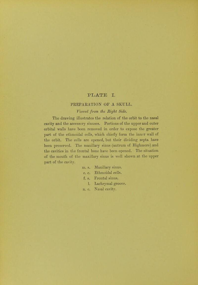 PEEPAEATION OF A SKULL. Viewed from (lie Right Side. The drawing illustrates the relation of the orbit to the nasal cavity and the accessory sinuses. Portions of the upper and outer orbital walls have been removed in order to expose the greater part of the ethmoidal cells, which chiefly form the inner wall of the orbit. The ceUs are opened, but their dividing septa have been preserved. The maxillary sinus (antrum of Highraore) and the cavities in the frontal bone have been opened. The situation of the mouth of the maxillary sinus is well shown at the upper part of the cavity. m. s. Maxillary sinus. e. c. Ethmoidal cells. f. s. Frontal sinus. 1. Lachrymal groove, n. c. Nasal cavity.