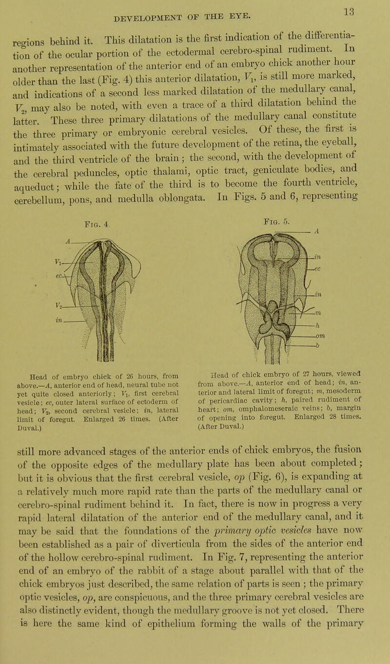 reo-ions behind it. This dilatation is the first indication of the difPerentia- tio^n of the ocular portion of the ectodermal cerebro-spinal rudiment. In another representation of the anterior end of an embryo chick another hour older than the last (Fig. 4) this anterior dilatation, V„ is still more marked, and indications of a second less marked dilatation of the medullary canal, V, may also be noted, with even a trace of a third dilatation behind the latter. These three primary dilatations of the medullary canal constitute the three primary or embryonic cerebral vesicles. Of these, the first is intimately associated with the future development of the retina, the eyeball, and the third ventricle of the brain ; the second, with the development of the cerebral peduncles, optic thalami, optic tract, geniculate bodies, and aqueduct; while the fate of the third is to become the fourth ventricle, cerebellum, pons, and medulla oblongata. In Figs. 5 and 6, representing Era. 4. Fig. 5. Head of embryo chick of 26 hours, from above.—4, anterior end of head, neural tube not yet quite closed anteriorly; T'l, first cerebral vesicle; ec, outer lateral surface of ectoderm of head; F2, second cerebral vesicle; in, lateral limit of foregut. Enlarged 26 times. (After Duval.) Head of chick embryo of 27 hours, viewed from above.—^1, anterior end of head; in, an- terior and lateral limit of foregut; m, mesoderm of pericardiac cavity; h, paired rudiment of heart; om, omphalomeseraic veins; h, margin of opening into foregut. Enlarged 28 times. (After Duval.) Still more advanced stages of the anterior ends of chick embryos, the fosion of the opposite edges of the medullary plate has been about completed; but it is obvious that the first cerebral vesicle, op (Fig. 6), is expanding at a relatively much more rapid rate than the parts of the medullary canal or cerebro-spinal rudiment behind it. In fact, there is now in progress a very rapid lateral dilatation of the anterior end of the medullary canal, and it may be said that the foundations of the primary optic vesicles have now been established as a pair of diverticula from the sides of the anterior end of the hollow cerebro-spinal rudiment. In Fig. 7, representing the anterior end of an embryo of the rabbit of a stage about parallel with that of the chick embryos just described, the same relation of parts is seen ; the primary optic vesicles, op, are conspicuous, and the three primaiy cerebral vesicles are also distinctly evident, though tlie medullary groove is not yet closed. There is here the same kind of epithelium forming the walls of the primary