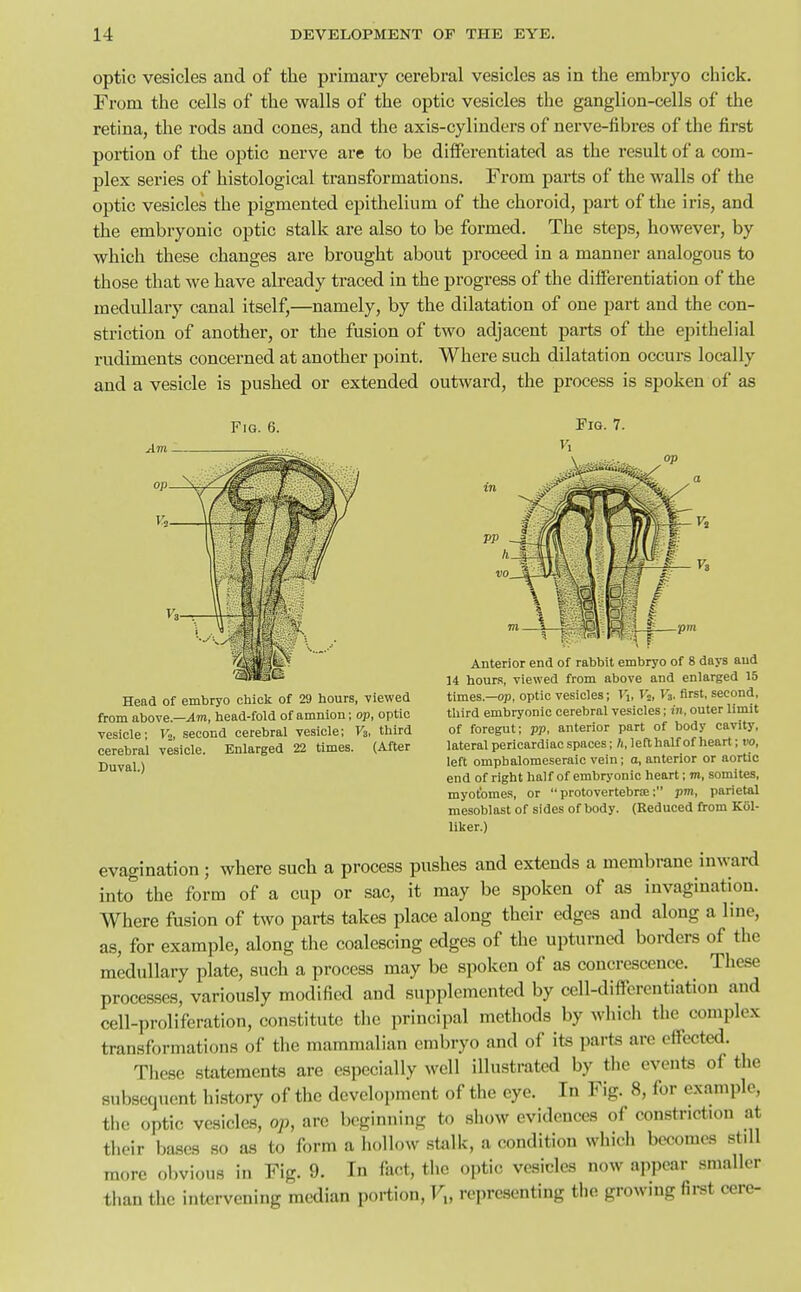 14 DEVELOPMENT OF THE EYE. optic vesicles and of the primary cerebral vesicles as in the embryo chick. From the cells of the walls of the optic vesicles the ganglion-cells of the retina, the rods and cones, and the axis-cylinders of nerve-fibres of the first portion of the optic nerve are to be differentiated as the result of a com- plex series of histological transformations. From pai-ts of the walls of the optic vesicles the pigmented epithelium of the choroid, part of the iris, and the embryonic optic stalk are also to be formed. The steps, however, by which these changes are brought about proceed in a manner analogous to those that we have already traced in the progress of the differentiation of the medullary canal itself,—namely, by the dilatation of one part and the con- striction of another, or the fusion of two adjacent parts of the epithelial rudiments concerned at another point. Where such dilatation occurs locally and a vesicle is pushed or extended outward, the process is spoken of as Fig. 6. Fig. 7. Head of embryo chick of 29 hours, viewed from above.—Xm, head-fold of amnion; op, optic vesicle; V2, second cerebral vesicle; F3, third cerebral vesicle. Enlarged 22 times. (After Duval.) Anterior end of rabbit embryo of 8 days and 14 hours, viewed from above and enlarged 15 times.—op, optic vesicles; T1, V^, V3. first, second, third embryonic cerebral vesicles; in, outer limit of foregut; pp, anterior part of body cavity, lateral pericardiac spaces; A, lefthalf of heart; vo, left ompbalomeseraic vein; a, anterior or aortic end of right half of embryonic heart; m, somites, myotome.!, or  protovertebrae; pm, parietal mesoblast of sides of body. (Reduced from K61- liker.) evagination; where such a process pushes and extends a membrane inward into the form of a cup or sac, it may be spoken of as invagination. Where fusion of two parts takes place along their edges and along a line, as, for example, along the coalescing edges of the upturned borders of the medullary plate, such a process may be spoken of as concrescence. These processes, variously modified and supplemented by cell-differentiation and cell-proliferation, constitute the principal methods by which the complex transformations of tlie mammalian embryo and of its parts are effected. These statements are especially well illustrated by the events of the subsequent liistory of the development of the eye. In Fig. 8, for example, the optic vesicles, op, are beginning to show evidences of constriction at their bases so as to form a iiollow stalk, a condition vvliich becomes still more obvious in Fig. 9. In iiu^t, the optic vesicles now appear smaller tlian the intervening median portion, F„ representing the growing first cere- i