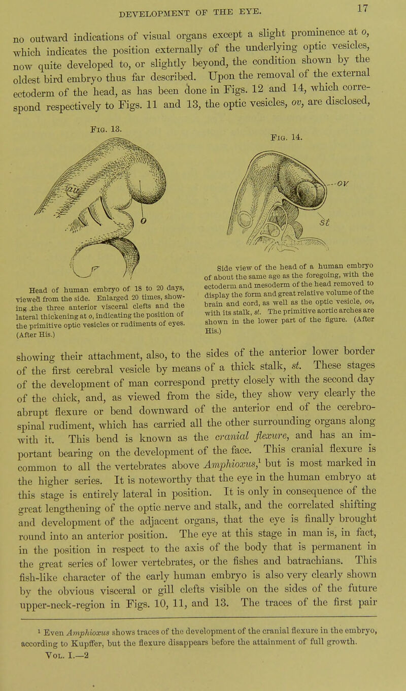 no outward indications of visual organs except a slight prominence at o, which indicates the position externally of the underlying optic vesicles, now quite developed to, or slightly beyond, the condition shown by the oldest bird embryo thus far described. Upon the removal of the external ectoderm of the head, as has been <ione in Figs. 12 and 14, which corre- spond respectively to Figs. 11 and 13, the optic vesicles, ov, are disclosed, Fig. 13. Pig. 14. Head of human embryo of 18 to 20 days, viewed from the side. Enlarged 20 times, show- ing .the three anterior visceral clefts and the lateral thickening at o, indicating the position of the primitive optic vesicles or rudiments of eyes. (After His.) Side view of the head of a human embryo of about the same age as the foregoing, with the ectoderm and mesoderm of the hea.d removed to display the form and great relative volume of the brain and cord, as well as the optic vesicle, ov, with its stalk, st. The primitive aortic arches are shown in the lower part of the figure. (After His.) showing their attachment, also, to the sides of the anterior lower border of the first cerebral vesicle by means of a thick stalk, st. These stages of the development of man correspond pretty closely with the second day of the chick, and, as viewed from the side, they show very clearly the abrupt flexure or bend downward of the anterior end of the cerebro- spinal rudiment, which has carried all the other surrounding organs along with it. This bend is known as the cranial flexure, and has an im- portant bearing on the development of the face. This cranial flexure is common to all the vertebrates above Amphioxus,^ but is most marked in the higher series. It is noteworthy that the eye in the human embryo at this stage is entirely lateral in position. It is only in consequence of the great lengthening of the optic nerve and stalk, and the correlated shifting and development of the adjacent organs, that the eye is finally brought round into an anterior position. The eye at this stage in man is, in fact, in the position in respect to the axis of the body that is permanent in the great series of lower vertebrates, or the fishes and batrachians. This fish-like character of the early human embryo is also very clearly shown by the obvious visceral or gill clefts visible on the sides of the future upper-neck-region in Figs. 10, 11, and 13. The traces of the first pair 1 Even Amphioxus shows traces of the development of the cranial flexure in the embryo, according to Kupffer, but the flexure disappears before the attainment of full growth. Vol. I.—2