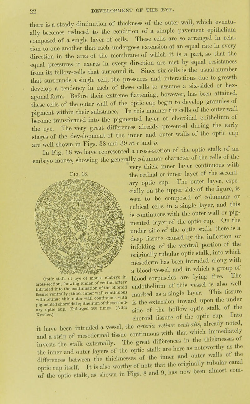 Fig. 18. there is a steady diminution of thickness of the outer wall, Avhich eventu- ally becomes reduced to the condition of a simple pavement epithelium composed of a single layer of cells. These cells are so arranged in rela- tion to one another that each undergoes extension at an equal rate in every dii-ection in the area of the membrane of which it is a part, so that the equal pressm-es it exerts in every direction are met by equal resistances from its fellow-cells that surround it. Since six cells is the usual number that surrounds a single cell, the pressures and interactions due to growth develop a tendency in each of these cells to assume a six-sided or hex- agonal form. Before their extreme flattening, however, has been attained, these cells of the outer wall of the optic cup begin to develop granules of pigment within their substance. In this manner the cells of the outer wall become transformed into the pigmented layer or choroidal epithelmm of the eye. The very great differences already presented during the early stages of the development of the inner and outer walls of the optic cup are well shown in Figs. 38 and 39 at r and j9. In Fig. 18 we have represented a cross-section of the optic stalk of an embryo mouse, showing the generally columnar character of the cells of the very thick inner layer contmuous with the retinal or inner layer of the second- ary optic cup. The outer layer, espe- cially on the upper side of the figure, is seen to be composed of columnar or cubical cells in a single layer, and this is continuous with the outer wall or pig- mented layer of the optic cup. On the under side of the optic stalk there is a deep fissure caused by the inflection or infolding of the ventral portion of the originally tubular optic stalk, into which mesoderm has been intruded along with a blood-vessel, and in which a group of Optic stalk of eye of mouse embryo in yood-corpuscles are lying tree. iUt cross-section, showing lumen of central artery , n- of this veSScl is also well Intruded into the continuation of the choroid eiiclotnelium 01 tiub x c= fissure ventrally; thick Inner wall continuous j^^^^j.^^ed as a single layer. iUlS USSUie with retina; thin outer wall continuous with . .,„„„J „nnn thp under pigmentedchoroidaiepitheiiumofthesecond- is the extension inwaul upon tiie unaei arj' optic cup. Enlarged 200 times. (After ^.^^ ^.j^^ holloW optic Stalk Ot tlie ''''''''■^ choroid fissure of the optic cup. Into it have been intruded a vessel, the cieria ^''^^'^^ ^^f^^^^^l and a strip of mesodermal tissue continuous with that invests the stalk externally. The great differences in ^^-J^-^-^^^^^f^ the inner and outer layers of the optic stalk are here as .0^0^ as differences between the thicknesses of the nincr ^^.^ optic cup itself. It is also worthy of note that the originally tul ula c^r^ oi the optic stalk, as shown in Figs. 8 and 9, has now been almost com