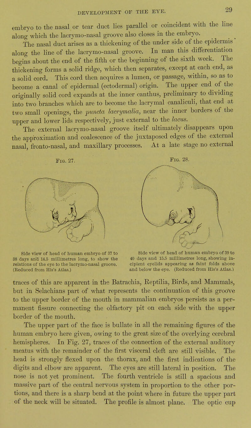 embryo to the nasal or tear duct lies parallel or coincident with the line along which tlie lacrymo-nasal groove also closes in the embryo. The nasal duct arises as a thickening of the under side of the epidermis' along the line of the lacrymo-nasal groove. In man this differentiation begins about the end of the fifth or the beginning of the sixth week. The thickening forms a solid ridge, which then separates, except at each end, as a solid cord. This cord then acquires a lumen, or passage, within, so as to become a canal of epidermal (ectodermal) origin. The upper end of the originally solid cord expands at the inner canthus, preliminary to dividing into two branches which are to become the lacrymal canaliculi, that end at two small openings, the _2Jimcto lacrymalia, near the inner borders of the upper and lower lids respectively, just external to the lams. The external lacrymo-nasal groove itself ultimately disappears upon the approximation and coalescence of the juxtaposed edges of the external nasal, fronto-nasal, and maxillary processes. At a late stage no external Fig. 27. Fig. 28. side view of head of human embryo of 37 to 38 days and 14.5 millimetres long, to show the relations of the eye to the lacrymo-nasal groove. (Reduced from His's Atlas.) Side view of head of human embryo of 39 to 40 days and 15.5 millimetres long, showing in- cipient eyelids appearing as faint folds above and below the eye. (Reduced from His's Atlas.) traces of this are apparent in the Batrachia, Reptilia, Birds, and Mammals, but in Selachians part of what represents the continuation of this groove to the upper border of the mouth in mammalian embryos persists as a per- manent fissure connecting the olfactory pit on each side with the upper border of the mouth. The upper part of the face is bullate in all the remaining figures of the human embryo here given, owing to the great size of the overlying cerebral hemispheres. In Fig. 27, traces of the connection of the external auditory meatus with the remainder of the first visceral cleft are still visible. The head is strongly flexed upon the thorax, and the first indications of the digits and elbow are apparent. The eyes are still lateral in position. The nose is not yet prominent. The fourth ventricle is still a spacious and massive part of the central nervous system in proportion to the other por- tions, and there is a sharp bend at the point where in future the upper part of the neck will be situated. The profile is almost plane. The optic cup