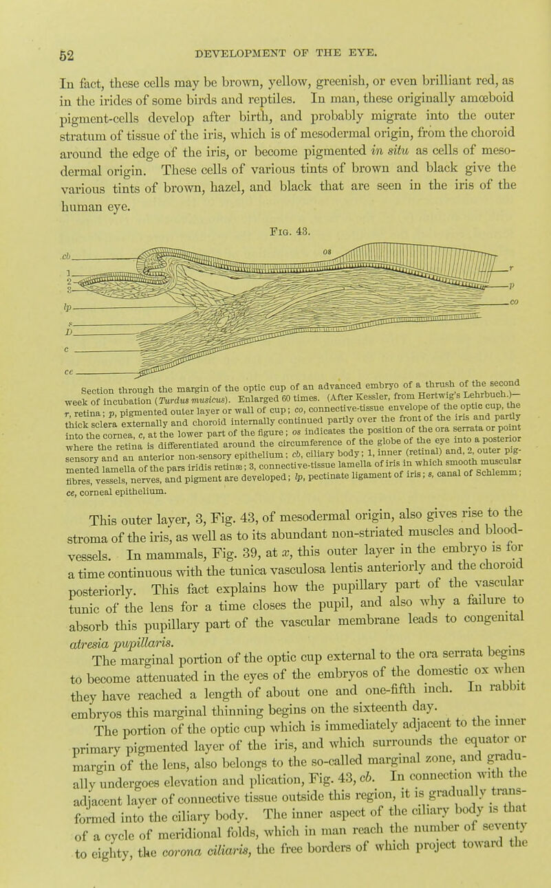 In fact, these cells may be brown, yellow, greenish, or even brilliant red, as in the irides of some birds and reptiles. In man, these originally amoeboid pigment-cells develop after birth, and probably migrate into the outer stratum of tissue of the iris, which is of mesodermal origin, from the choroid around the edge of the iris, or become pigmented in situ as cells of meso- dermal origin. These cells of various tints of brown and black give the various tints of brown, hazel, and black that are seen in the iris of the human eye. Pig. 43. Section through the margin of the optic cup of an advanced embryo of a thrush of the second week o incubation (Turdus Lsicus). Enlarged 60 times. (After Kessler, from Hertwig's LehrbuchO- 7 retina • p, pigmented outer layer or wall of cup; co. connective-tissue envelope of the ophc cup the liiick sclera externally and choroid internally continued partly over the front of the ins and partly flbrervess^ls, nerves. Tnd pigment are developed; Ip, pectinate ligament of ins; «. canal of Schlemm, ce, corneal epithelium. This outer layer, 3, Fig. 43, of mesodermal origin, also gives rise to the stroma of the iris, as well as to its abundant non-striated muscles and blood- vessels. In mammals. Fig. 39, at x, this outer layer in the embryo is for a time continuous with the tunica vasculosa lentis anteriorly and the choroid posteriorly. This faxit explains how the pupiUaiy part of the vascular tunic of the lens for a time closes the pupil, and also why a failure to absorb this pupillary part of the vascular membrane leads to congenital atresia pwpillaris. . The marginal portion of the optic cup external to the om serrata begins to become attenuated in the eyes of the embryos of the domestic ox when they have reached a length of about one and one-fifth inch. In rabbit embryos this marginal thinning begins on the sixteenth day. _ The portion of the optic cup which is immediately adjacent to the inner primary pigmented layer of the iris, and which surrounds the equator or margin of the lens, also belongs to the so-called marginal zone, and gradu- ally undergoes elevation and plication. Fig. 43, ch. In connection with tlie adjacent layer of connective tissue outside this region it is gradually tmns- formed into the ciliary body. Tlie inner a,spect of the ciliary body is tha of a cycle of meridional folds, which in man roach the number of seventy to eighty, the corona cilim^, the free borders of which project toward the