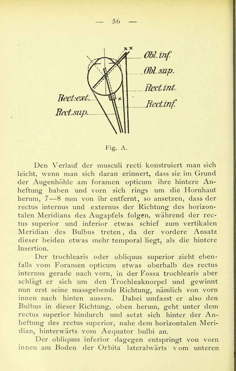 Oblinf. .Ohlsup. jRectirit. JRectinf. Fig. A. Den Verlauf der musculi recti konstruiert man sich leicht, wenn man sich daran erinnert, dass sie im Grund der Augenhöhle am foramen opticum ihre hintere An- heftung haben und vorn sich rings um die Hornhaut herum, 7—8 mm von ihr entfernt, so ansetzen, dass der rectus internus und externus der Richtung des horizon- talen Meridians des Augapfels folgen, während der rec- tus superior und inferior etwas schief zum vertikalen Meridian des Bulbus treten, da der vordere Ansatz dieser beiden etwas mehr temporal liegt, als die hintere Insertion. Der trochlearis oder obliquus superior zieht eben- falls vom Foramen opticum etwas oberhalb des rectus internus gerade nach vorn, in der Fossa trochlearis aber schlägt er sich um den Trochleaknorpel und gewinnt nun erst seine massgebende Richtung, nämlich von vorn innen nach hinten aussen. Dabei umfasst er also den Bulbus in dieser Richtung, oben herum, geht unter dem rectus superior hindurch und setzt sich hinter der An- heftung des rectus superior, nahe dem horizontalen Meri- dian, hinterwärts vom Aequator bulbi an. Der - obliquus inferior dagegen entspringt von vorn innen am Boden der Orbita lateralwärts vom unteren