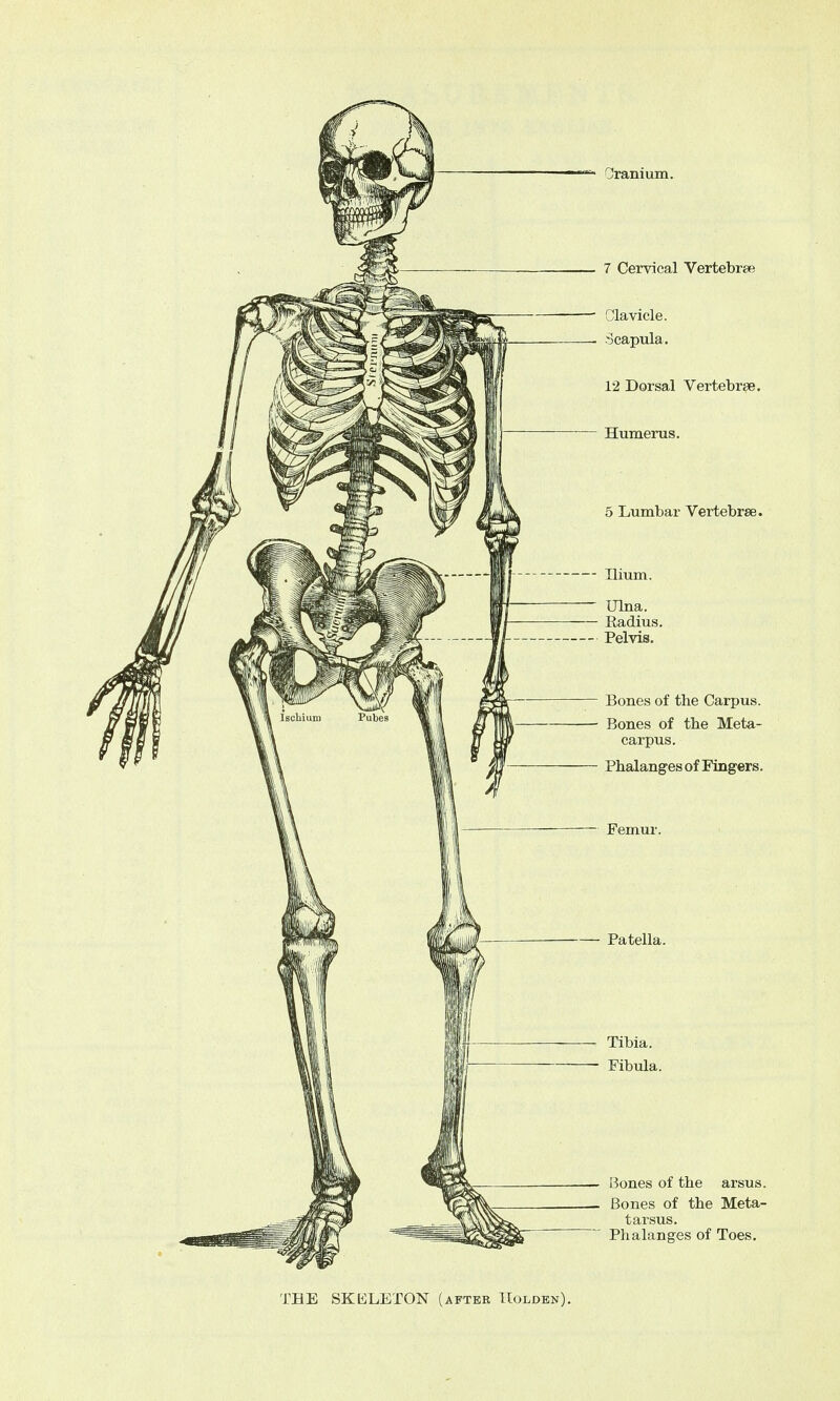 Oranium. 7 Cervical Vertebrae Clavicle. Scapula. 12 Dorsal Vertebrae. Humerus. 5 Lumbar Vertebras. Ulna. Radius. Pelvis. Bones of the Carpus. Bones of the Meta- carpus. Phalanges of Fingers. Femur. Patella. Tibia. Fibula. Bones of the arsus. Bones of the Meta- tarsus. Phalanges of Toes. THE SKELETON (after Holden).