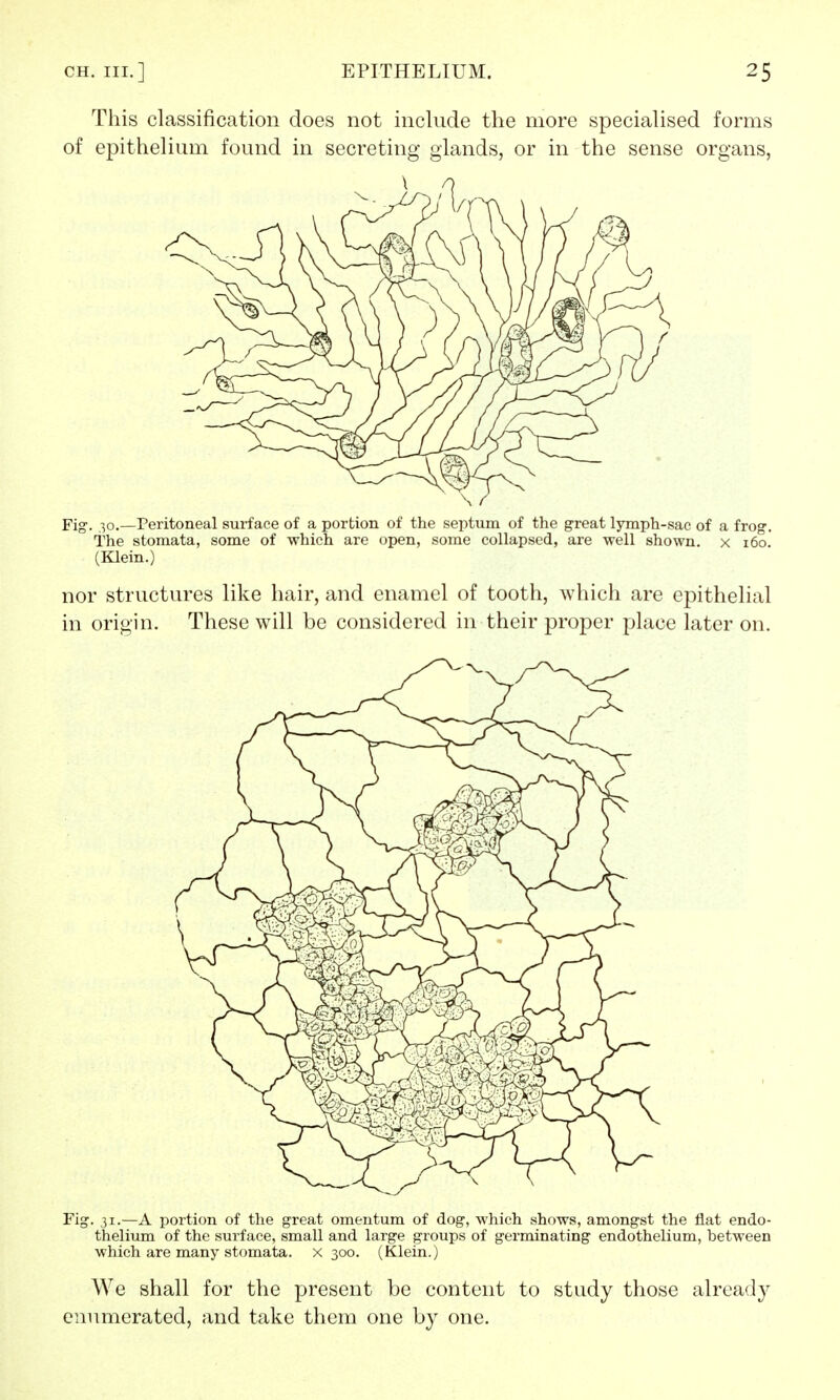 This classification does not include the more specialised forms of epithelium found in secreting glands, or in the sense organs, Fig. 30.—Peritoneal surface of a portion of the septum of the great lymph-sac of a frog. The stomata, some of which are open, some collapsed, are well shown, x 160. (Klein.) nor structures like hair, and enamel of tooth, which are epithelial in origin. These will be considered in their proper place later on. Fig. 31.—A portion of the great omentum of dog, which shows, amongst the flat endo- thelium of the surface, small and large groups of germinating endothelium, between which are many stomata. x 300. (Klein.) We shall for the present be content to study those already enumerated, and take them one by one.