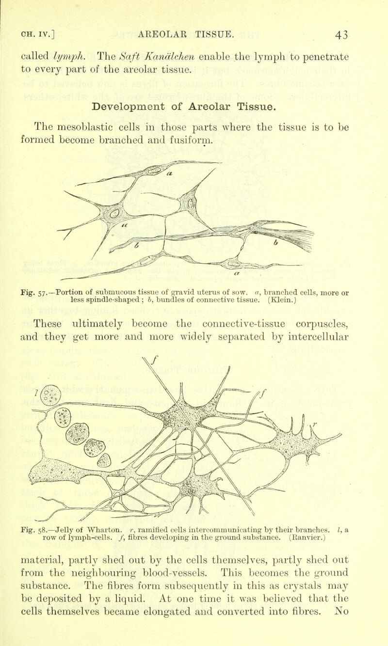 called lymph. The Saft Kandichen enable the lymph to penetrate to every part of the areolar tissue. Development of Areolar Tissue. The mesoblastic cells in those parts where the tissue is to be formed become branched and fusiform. Fig. 57.—Portion of submucous tissue of gravid uterus of sow. a, branched cells, more or less spindle-shaped ; b, bundles of connective tissue. (Klein.) These ultimately become the connective-tissue corpuscles, and they get more and more widely separated by intercellular Fig. 58.—Jelly of Wharton, r, ramified cells intercommunicating by their branches. I, a row of lymph-cells. /, fibres developing in the ground substance. (Ranvier.) material, partly shed out by the cells themselves, partly shed out from the neighbouring blood-vessels. This becomes the ground substance. The fibres form subsequently in this as crystals may be deposited by a liquid. At one time it was believed that the cells themselves became elongated and converted into fibres. No