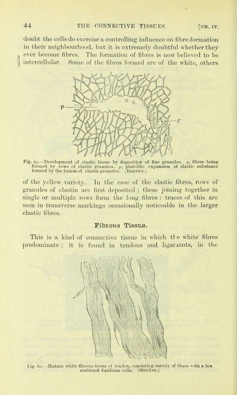 doubt the cells do exercise a controlling influence on fibre-formation in their neighbourhood, but it is extremely doubtful whether they I ever become fibres. The formation of fibres is now believed to be intercellular. Some of the fibres formed are of the white, others Fig. 59.—Development of elastic tissue by deposition of fine granules, g, fibres being formed by rows of elastic granules, p, platelike expansion of elastic substance formed by the fusion of elastic granules. (Eanvier.) of the yellow variety. In the case of the elastic fibres, rows of granules of elastin are first deposited ; these joining together in single or multiple rows form the long fibres : traces of this are seen in transverse markings occasionally noticeable in the larger elastic fibres. Fibrous Tissue. This is a kind of connective tissue in which tre white fibres predominate ; it is found in tendons and ligaments, in the VI 1 Fig. 60.—Mature white fibrous tissue of tendon, consisting mainly of fibres vv ith a few scattered fusiform cells. (Stricter.)