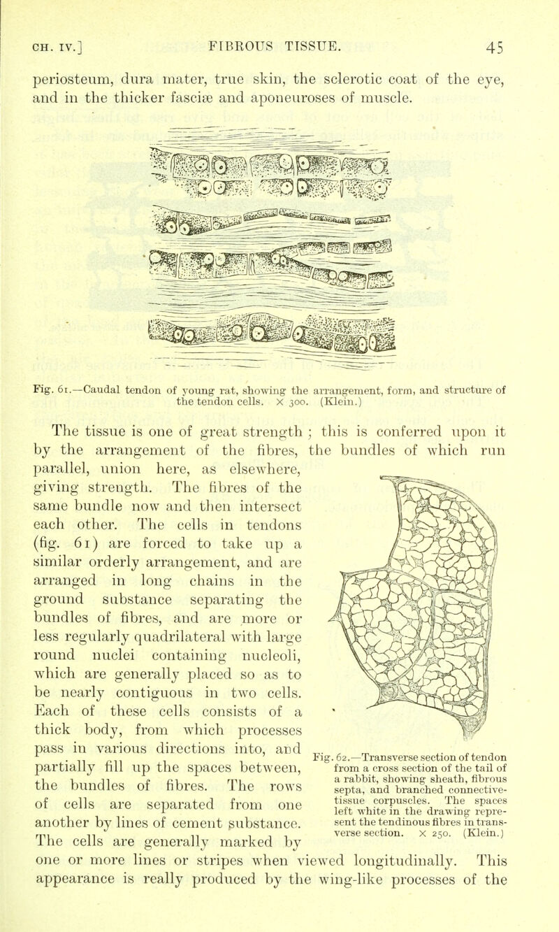 periosteum, dura mater, true skin, the sclerotic coat of the eye, and in the thicker fasciae and aponeuroses of muscle. Fig. 61.—Caudal tendon of young rat, showing the arrangement, form, and structure of the tendon cells, x 300. (Klein.) The tissue is one of great strength ; this is conferred upon it by the arrangement of the fibres, the bundles of which run parallel, union here, as elsewhere, giving strength. The fibres of the same bundle now and then intersect each other. The cells in tendons (fig. 61) are forced to take up a similar orderly arrangement, and are arranged in long chains in the ground substance separating the bundles of fibres, and are more or less regularly quadrilateral with large round nuclei containing nucleoli, which are generally placed so as to be nearly contiguous in two cells. Each of these cells consists of a thick body, from which processes pass in various directions into, and partially fill up the spaces between, the bundles of fibres. The rows of cells are separated from one another by lines of cement substance. The cells are generally marked by one or more lines or stripes when viewed longitudinally. This appearance is really produced by the wing-like processes of the Fig. 62.—Transverse section of tendon from a cross section of the tail of a rabbit, showing sheath, fibrous septa, and branched connective- tissue corpuscles. The spaces left white in the drawing repre- sent the tendinous fibres in trans- verse section, x 250. (Klein.)