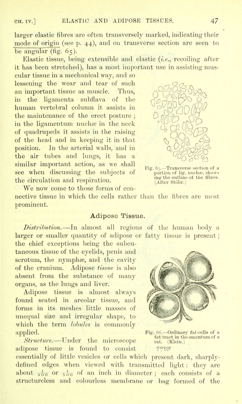 o 0 0^0 Fig. 6 Transverse section of a portion of lig. nuchae, show- ing the outline of the fibres. (After Stohr.) the fibres are most larger elastic fibres are often transversely marked, indicating their mode of origin (see p. 44), and on transverse section are seen to be angular (fig. 65 ). Elastic tissue, being extensible and elastic (i.e.,-recoiling after it has been stretched), has a most important use in assisting mus- cular tissue in a mechanical way, and so lessening the wear and tear of such an important tissue as muscle. Thus, in the ligamenta subflava of the human vertebral column it assists in the maintenance of the erect posture ; in the ligamentum nucha? in the neck of quadrupeds it assists in the raising of the head and in keeping it in that position. In the arterial walls, and in the air tubes and lungs, it has a similar important action, as we shall see when discussing the subjects of the circulation and respiration. We now come to those forms of con- nective tissue in which the cells rather than prominent. Adipose Tissue. Distribution.—In almost all regions of the human body a larger or smaller quantity of adipose or fatty tissue is present; the chief exceptions being the subcu- taneous tissue of the eyelids, penis and scrotum, the nymphse, and the cavity of the cranium. Adipose tissue is also absent from the substance of many organs, as the lungs and liver. Adipose tissue is almost always found seated in areolar tissue, and forms in its meshes little masses of unequal size and irregular shape, to which the term lobules is commonly applied. Structure.—Under the microscope adipose tissue is found to consist essentially of little vesicles or cells which present dark, sharply- defined edges when viewed with transmitted light: they are about or T^ of an inch in diameter ; each consists of a structureless and colourless membrane or bag formed of the Fig. 66.—Ordinary fat-cells of a fat tract in the omentum of a rat. (Klein.) ODWQO