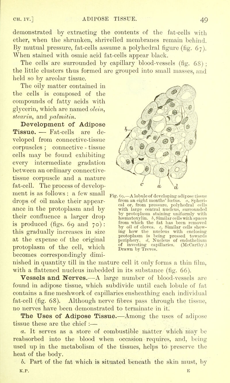 demonstrated by extracting the contents of the fat-cells with ether, when the shrunken, shrivelled membranes remain behind. By mutual pressure, fat-cells assume a polyhedral figure (fig. 67). When stained with osmic acid fat-cells appear black. The cells are surrounded by capillary blood-vessels (fig. 68); the little clusters thus formed are grouped into small masses, and held so by areolar tissue. The oily matter contained in the cells is composed of the compounds of fatty acids with glycerin, which are named olein, stearin, and palmitin. Development of Adipose Tissue. — Fat-cells are de- veloped from connective-tissue corpuscles ; connective - tissue cells may be found exhibiting every intermediate gradation between an ordinary connective- tissue corpuscle and a mature fat-cell. The process of develop- ment is as follows : a few small drops of oil make their appear- ance in the protoplasm and by their confluence a larger drop is produced (figs. 69 and 70) : this gradually increases in size at the expense of the original protoplasm of the cell, which becomes correspondingly dimi- nished in quantity till in the mature cell it only forms a thin film, with a flattened nucleus imbedded in its substance (fig. 66). Vessels and Nerves.—A large number of blood-vessels are found in adipose tissue, which subdivide until each lobule of fat contains afinemeshwork of capillaries ensheathing each individual fat-cell (fig. 68). Although nerve fibres pass through the tissue, no nerves have been demonstrated to terminate in it. The Uses of Adipose Tissue.—Among the uses of adipose tissue these are the chief :— a. It serves as a store of combustible matter which may be reabsorbed into the blood when occasion requires, and, being- used up in the metabolism of the tissues, helps to preserve the heat of the body. b. Part of the fat which is situated beneath the skin must, by Fig. 69.—A lobule of developing adipose tissue from an eight months' foetus, a, Spheri- cal or, from pressure, polyhedral cells with large central nucleus, surrounded by protoplasm staining uniformly with hematoxylin, b, Similar cells with spaces from which the fat has been removed by oil of cloves, c, Similar cells show- ing how the nucleus with enclosing protoplasm is being pressed towards periphery, d, Nucleus of endothelium of investing capillaries. (McCarthy.) Drawn by Treves. K.r. E