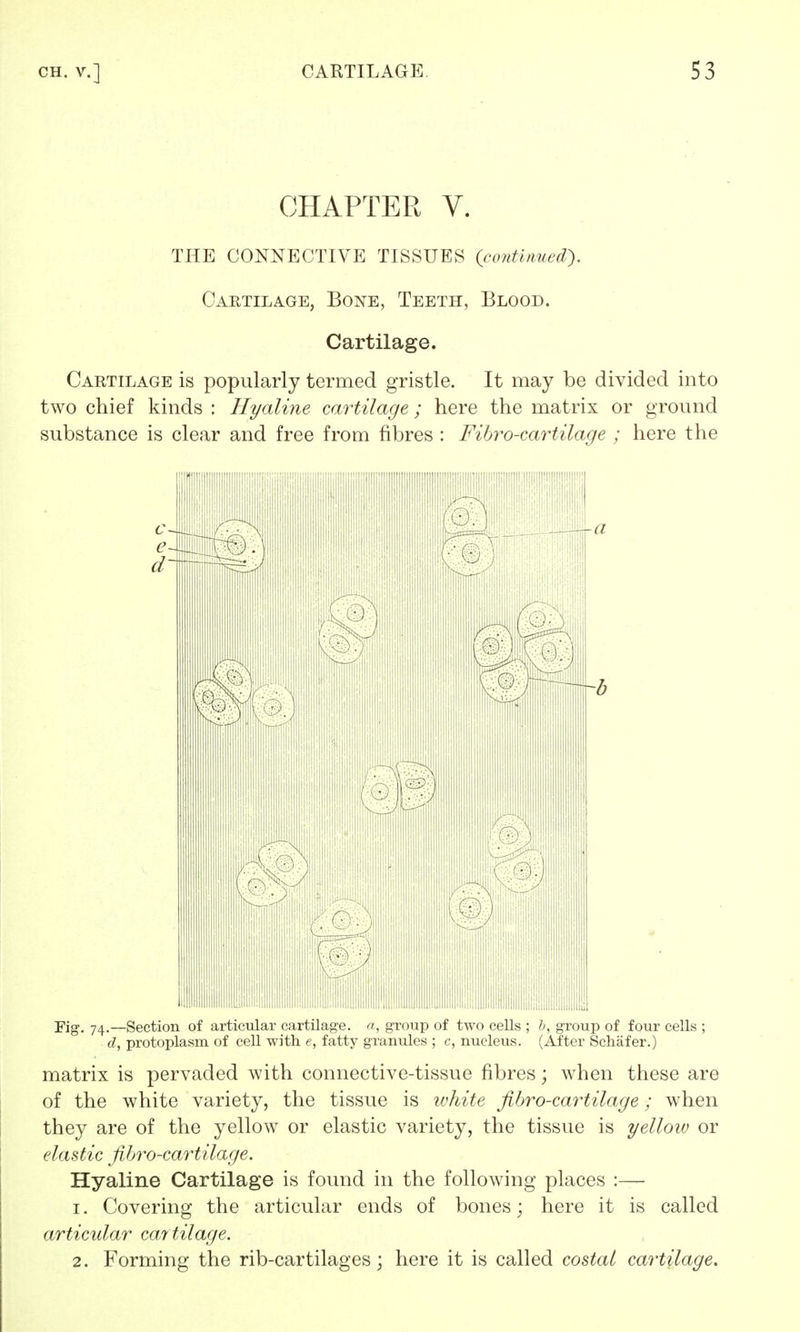 CHAPTER V. THE CONNECTIVE TISSUES (continued'). Cartilage, Bone, Teeth, Blood. Cartilage. Cartilage is popularly termed gristle. It may be divided into two chief kinds : Hyaline cartilage ; here the matrix or ground substance is clear and free from fibres : Fibro-cartilage ; here the Fig. 74.—Section of articular cartilage, a, group of two cells ; b, group of four cells ; d, protoplasm of cell with e, fatty granules ; c, nucleus. (After Schafer.) matrix is pervaded with connective-tissue fibres; when these are of the white variety, the tissue is white fibro-cartilage; when they are of the yellow or elastic variety, the tissue is yellow or elastic fibro-cartilage. Hyaline Cartilage is found in the following places :— 1. Covering the articular ends of bones; here it is called articular cartilage. 2. Forming the rib-cartilages; here it is called costal cartilage.