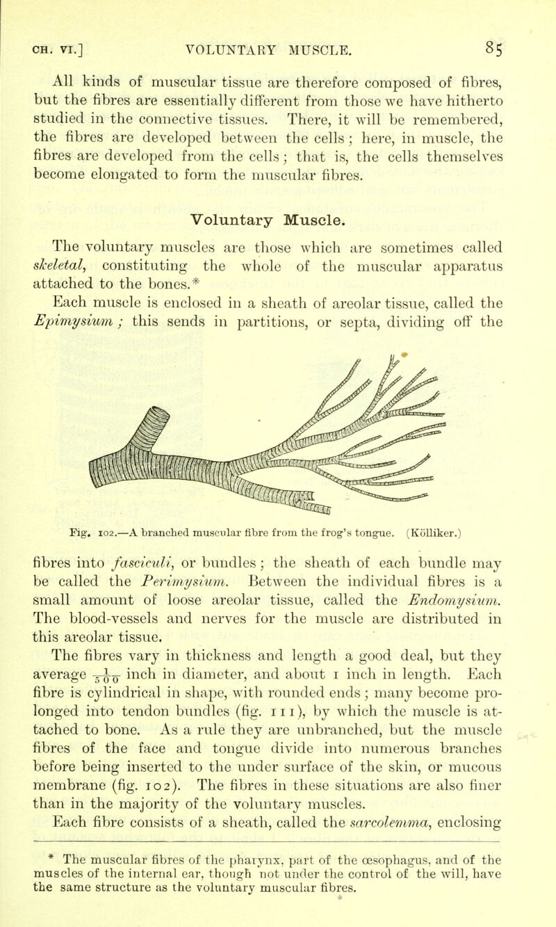 All kinds of muscular tissue are therefore composed of fibres, but the fibres are essentially different from those we have hitherto studied in the connective tissues. There, it will be remembered, the fibres are developed between the cells; here, in muscle, the fibres are developed from the cells; that is, the cells themselves become elongated to form the muscular fibres. Voluntary Muscle. The voluntary muscles are those which are sometimes called skeletal, constituting the whole of the muscular apparatus attached to the bones.* Each muscle is enclosed in a sheath of areolar tissue, called the Epimysium ; this sends in partitions, or septa, dividing off the Fig-. 102.—A branched muscular fibre from the frog's tongue. (Kolliker.) fibres into fasciculi, or bundles; the sheath of each bundle may be called the Perimysium. Between the individual fibres is a small amount of loose areolar tissue, called the Endomysium. The blood-vessels and nerves for the muscle are distributed in this areolar tissue. The fibres vary in thickness and length a good deal, but they average -^-^ inch in diameter, and about i inch in length. Each fibre is cylindrical in shape, with rounded ends; many become pro- longed into tendon bundles (fig. in), by which the muscle is at- tached to bone. As a rule they are unbranched, but the muscle fibres of the face and tongue divide into numerous branches before being inserted to the under surface of the skin, or mucous membrane (fig. 102). The fibres in these situations are also finer than in the majority of the voluntary muscles. Each fibre consists of a sheath, called the sarcolemma, enclosing * The muscular fibres of the pharynx, part of the oesophagus, and of the muscles of the internal ear, though not under the control of the will, have the same structure as the voluntary muscular fibres.