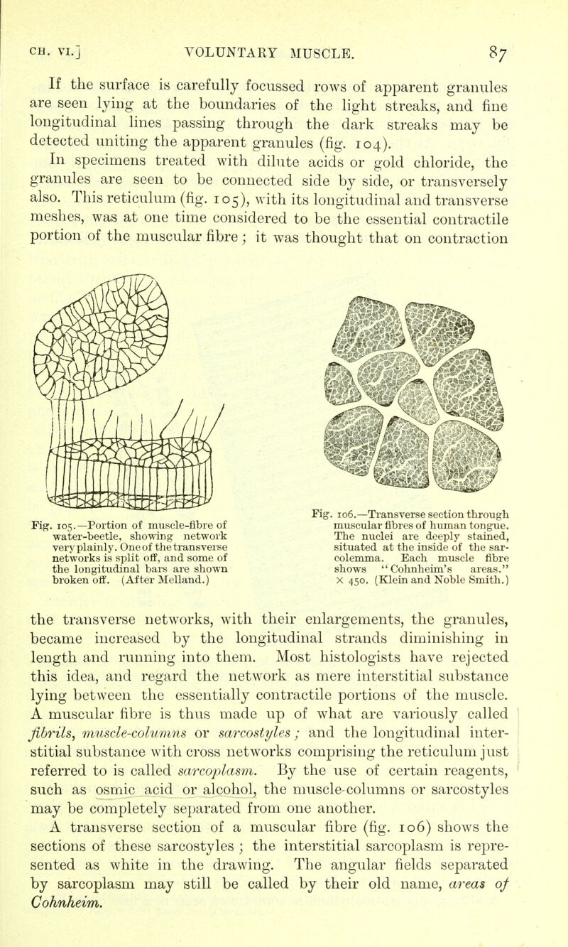 If the surface is carefully focussed rows of apparent granules are seen lying at the boundaries of the light streaks, and fine longitudinal lines passing through the dark streaks may be detected uniting the apparent granules (fig. 104). In specimens treated with dilute acids or gold chloride, the granules are seen to be connected side by side, or transversely also. This reticulum (fig. 105), with its longitudinal and transverse meshes, was at one time considered to be the essential contractile portion of the muscular fibre; it was thought that on contraction Fig. 105.—Portion of muscle-fibi'e of water-beetle, showing network very plainly. One of the transverse networks is split off, and some of the longitudinal bars are shown broken off. (After Melland.) Fig. 106.—Transverse section through muscular fibres of human tongue. The nuclei are deeply stained, situated at the inside of the sar- colemma. Each muscle fibre shows  Cohnheim's areas. x 450. (Klein and Noble Smith.) the transverse networks, with their enlargements, the granules, became increased by the longitudinal strands diminishing in length and running into them. Most histologists have rejected this idea, and regard the network as mere interstitial substance lying between the essentially contractile portions of the muscle. A muscular fibre is thus made up of what are variously called fibrils, muscle-columns or sarcostyles; and the longitudinal inter- stitial substance with cross networks comprising the reticulum just referred to is called sarcoplasm. By the use of certain reagents, such as osmic acid or alcohol, the muscle-columns or sarcostyles may be completely separated from one another. A transverse section of a muscular fibre (fig. 106) shows the sections of these sarcostyles ; the interstitial sarcoplasm is repre- sented as white in the drawing. The angular fields separated by sarcoplasm may still be called by their old name, areas of Cohnheim.