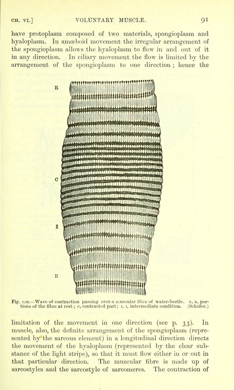 have protoplasm composed of two materials, spongioplasm and hyaloplasm. In amoeboid movement the irregular arrangement of the spongioplasm allows the hyaloplasm to flow in and out of it in any direction. In ciliary movement the flow is limited by the arrangement of the spongioplasm to one direction ; hence the Fig. 1 jo.—Wave of contraction passing over a muscular fibre of water-beetle, r, r, por- tions of the fibre at rest; c, contracted part; 1, 1, intermediate condition. (Schafer.) limitation of the movement in one direction (see p. 33). In muscle, also, the definite arrangement of the spongioplasm (repre- sented by the sarcous element) in a longitudinal direction directs the movement of the hyaloplasm (represented by the clear sub- stance of the light stripe), so that it must flow either in or out in that particular direction. The muscular fibre is made up of sarcostyles and the sarcostyle of sarcomeres. The contraction of