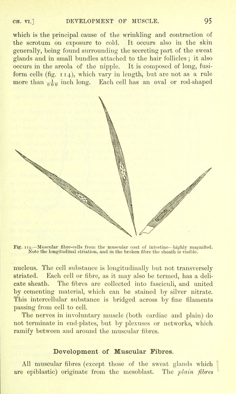 which is the principal cause of the wrinkling and contraction of the scrotum on exposure to cold. It occurs also in the skin generally, being found surrounding the secreting part of the sweat glands and in small bundles attached to the hair follicles; it also occurs in the areola of the nipple. It is composed of long, fusi- form cells (fig. 114), which vary in length, but are not as a rule more than -g^- inch long. Each cell has an oval or rod-shaped Fig. 114.—Muscular fibre-cells from the muscular coat of intestine—highly magnified. Note the longitudinal striation, and in the broken fibre the sheath is visible. nucleus. The cell substance is longitudinally but not transversely striated. Each cell or fibre, as it may also be termed, has a deli- cate sheath. The fibres are collected into fasciculi, and united by cementing material, which can be stained by silver nitrate. This intercellular substance is bridged across by fine filaments passing from cell to cell. The nerves in involuntary muscle (both cardiac and plain) do not terminate in end-plates, but by plexuses or networks, which ramify between and around the muscular fibres. Development of Muscular Fibres. All muscular fibres (except those of the sweat glands which are epiblastic) originate from the mesoblast. The plain fibres