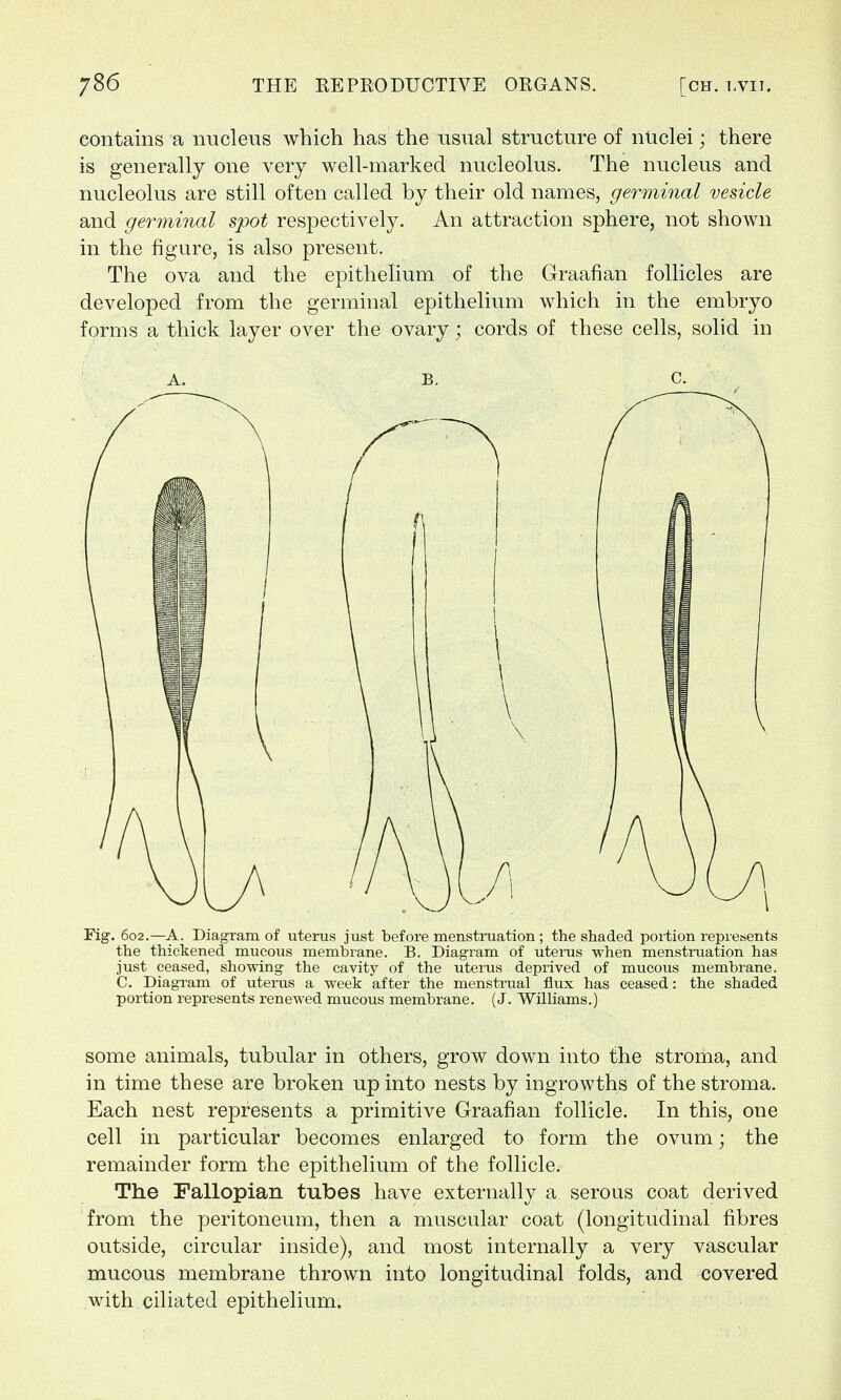 contains a nucleus which has the usual structure of nuclei; there is generally one very well-marked nucleolus. The nucleus and nucleolus are still often called by their old names, germinal vesicle and germinal spot respectively. An attraction sphere, not shown in the figure, is also present. The ova and the epithelium of the Graafian follicles are developed from the germinal epithelium which in the embryo forms a thick layer over the ovary; cords of these cells, solid in A. b. c. Fig. 602.—A. Diagram of uterus just before menstruation ; the shaded portion represents the thickened mucous membrane. B. Diagram of uterus when menstruation has just ceased, showing the cavity of the uterus deprived of mucous membrane. C. Diagram of uterus a week after the menstrual flux has ceased: the shaded portion represents renewed mucous membrane. (J. Williams.) some animals, tubular in others, grow down into the stroma, and in time these are broken up into nests by ingrowths of the stroma. Each nest represents a primitive Graafian follicle. In this, one cell in particular becomes enlarged to form the ovum; the remainder form the epithelium of the follicle. The Fallopian tubes have externally a serous coat derived from the peritoneum, then a muscular coat (longitudinal fibres outside, circular inside), and most internally a very vascular mucous membrane thrown into longitudinal folds, and covered with ciliated epithelium.
