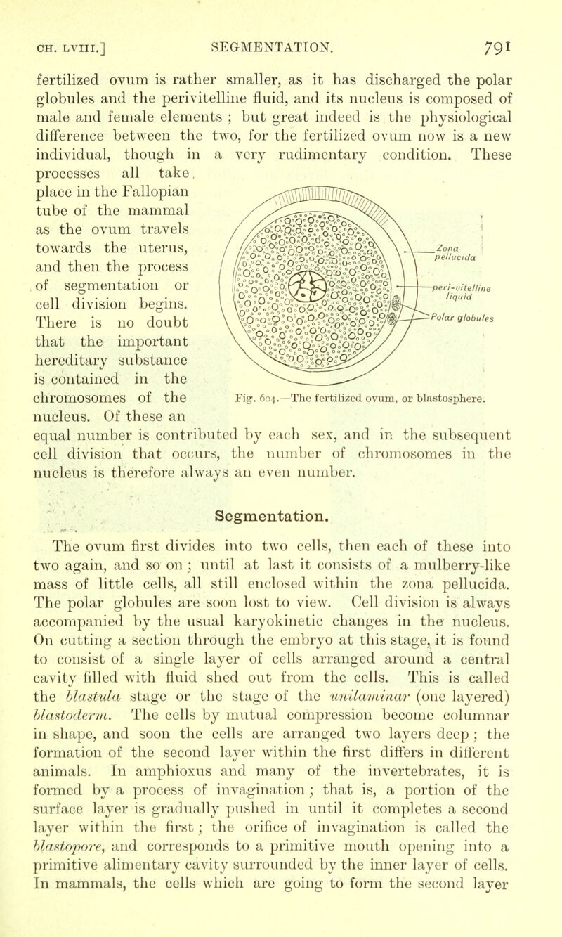 fertilized ovum is rather smaller, as it has discharged the polar globules and the perivitelline fluid, and its nucleus is composed of male and female elements ; but great indeed is the physiological difference between the two, for the fertilized ovum now is a new individual, though in a very rudimentary condition. These processes all take place in the Fallopian tube of the mammal as the ovum travels towards the uterus, and then the process of segmentation or cell division begins. There is no doubt that the important hereditary substance is contained in the chromosomes of the nucleus. Of these an equal number is contributed by each sex, and in the subsequent cell division that occurs, the number of chromosomes in the nucleus is therefore always an even number. Segmentation. The ovum first divides into two cells, then each of these into two again, and so on ; until at last it consists of a mulberry-like mass of little cells, all still enclosed within the zona pellucida. The polar globules are soon lost to view. Cell division is always accompanied by the usual karyokinetic changes in the nucleus. On cutting a section through the embryo at this stage, it is found to consist of a single layer of cells arranged around a central cavity filled with fluid shed out from the cells. This is called the blastula stage or the stage of the unilaminar (one layered) blastoderm. The cells by mutual compression become columnar in shape, and soon the cells are arranged two layers deep; the formation of the second layer within the first differs in different animals. In amphioxus and many of the invertebrates, it is formed by a process of invagination ; that is, a portion of the surface layer is gradually pushed in until it completes a second layer within the first; the orifice of invagination is called the blastopore, and corresponds to a primitive mouth opening into a primitive alimentary cavity surrounded by the inner layer of cells. In mammals, the cells which are going to form the second layer Fig. 604.—The fertilized ovum, or blastosphere.