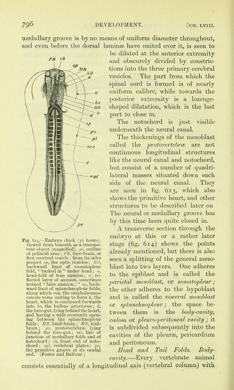 rnedullary groove is by no means of uniform diameter throughout, and even before the dorsal laminae have united over it, is seen to be dilated at the anterior extremity and obscurely divided by constric- tions into the three primary cerebral vesicles. The part from which the spinal cord is formed is of nearly uniform calibre, while towards the posterior extremity is a lozenge- shaped dilatation, which is the last part to close in. The notochord is just visible underneath the neural canal. The thickenings of the mesoblast called the protovertebrce are not continuous longitudinal structures like the neural canal and notochord, but consist of a number of quadri- lateral masses situated down each side of the neural canal. They are seen in fig. 613, which also shows the primitive heart, and other structures to be described later on The neural or medullary groove has by this time been quite closed in. A transverse section through the embryo at this or a rather later stage (fig. 614) shows the points already mentioned, but there is also seen a splitting of the general meso- blast into two layers. One adheres to the epiblast and is called the parietal mesoblast, or somatopleur ; the other adheres to the hypoblast and is called the visceral mesoblast or splanchnopleur; the space be- tween them is the body-cavity, coelom or pleuro-peritoneal cavity ; it is subdivided subsequently into the cavities of the pleurae, pericardium and peritoneum. Head and Tail Folds. Body- cavity.—Every vertebrate animal consists essentially of a longitudinal axis (vertebral column) with Fig. 613.—Embryo chick (36 hours), viewed from beneath as a transpa- rent object (magnified), pi, outline of pellucid area ; FB, fore-brain, or first cerebral vesicle : from its sides project op, the optic vesicles; SO, backward limit of somatopleur fold,  tucked in  under head; a, head-fold of true amnion; a', re- flected layer of amnion, sometimes termed  false amnion;  sp, back- ward limit of splanchnopleur folds, along which run the omphalo-mes- enteric veins uniting to form h, the heart, which is continued forwards into ba, the bulbus arteriosus; d, the fore-gut, lying behind the heart, and having a wide crescentic open- ing between the splanchnopleur folds ; HB, hind-brain ; 3IB, mid- brain ; pv, protovertebrae lying behind the fore-gut; mc. line of junction of medullary folds and of notochord ; ch, front end of noto- chord ; vpl, vertebral plates; pr, the primitive groove at its caudal end. (Foster and Balfour.)