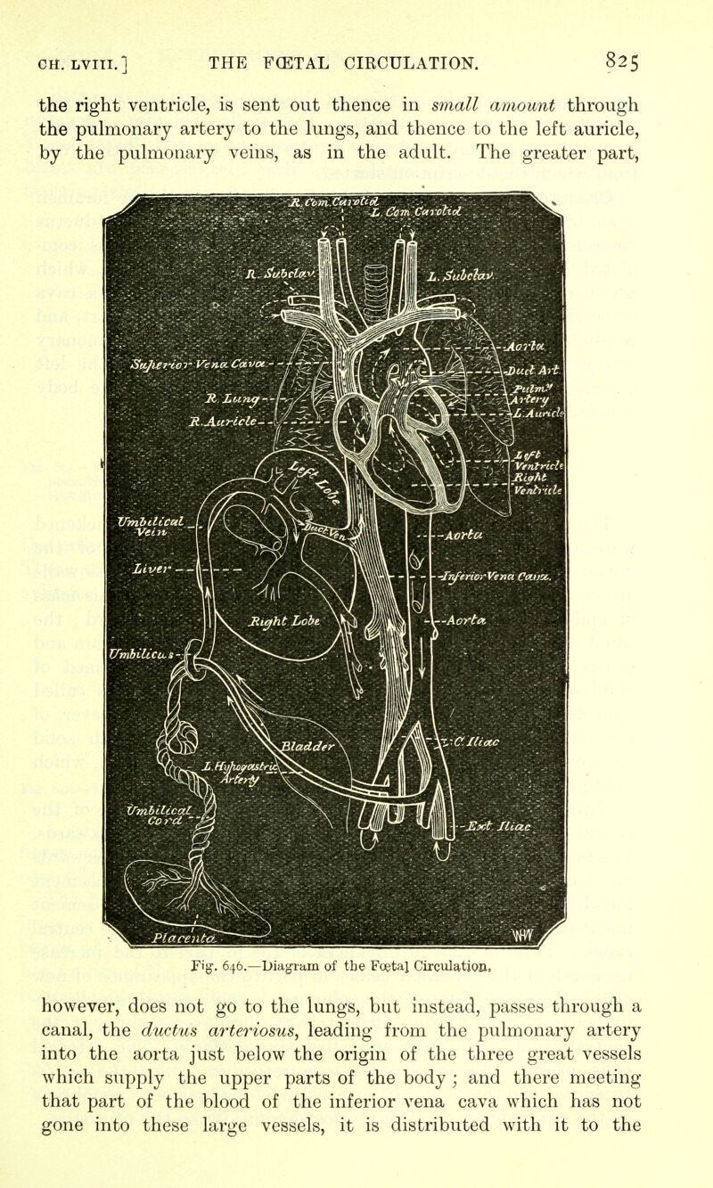 Fig1. 646.—Diagram of the Foetal Circulation. however, does not go to the lungs, but instead, passes through a canal, the ductus arteriosus, leading from the pulmonary artery into the aorta just below the origin of the three great vessels which supply the upper parts of the body ; and there meeting that part of the blood of the inferior vena cava which has not gone into these large vessels, it is distributed with it to the