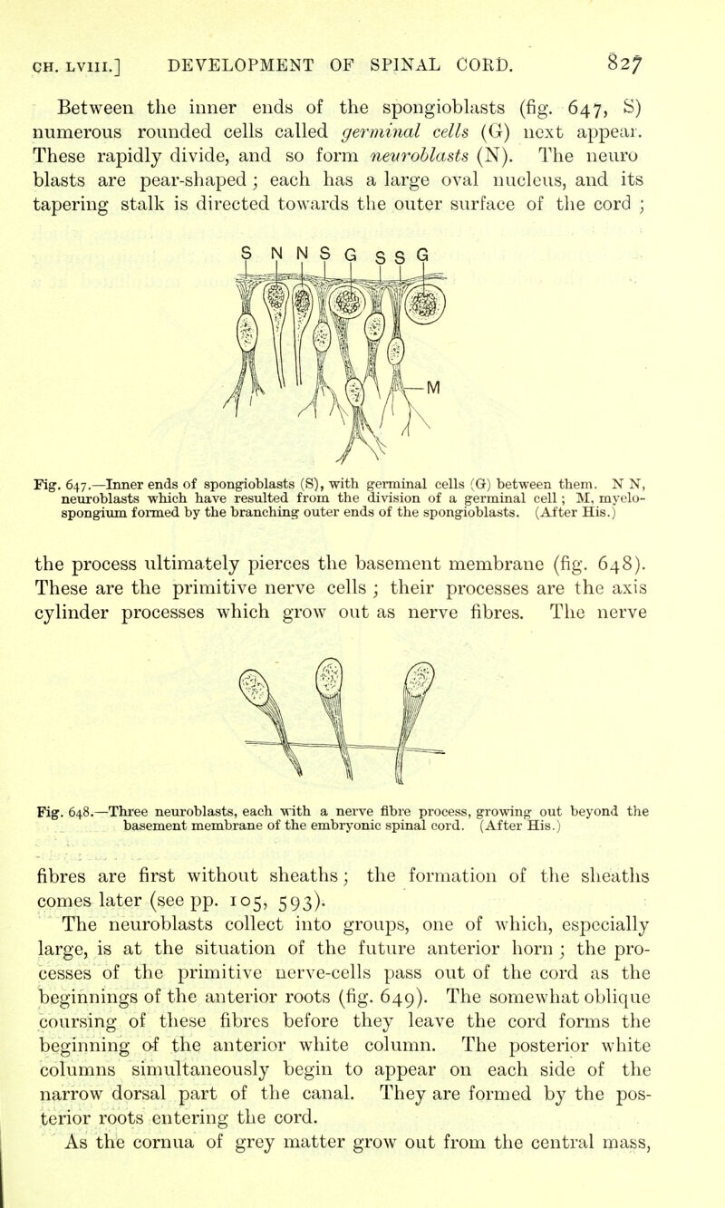 Between the inner ends of the spongioblasts (fig. 647, S) numerous rounded cells called germinal cells (G) next appear. These rapidly divide, and so form neuroblasts (N). The neuro blasts are pear-shaped; each has a large oval nucleus, and its tapering stalk is directed towards the outer surface of the cord ; Fig. 647.—Inner ends of spongioblasts (S), with germinal cells (G) between them. N N, neuroblasts which have resulted from the division of a germinal cell; M, myelo- spongium formed by the branching outer ends of the spongioblasts. (After His.) the process ultimately pierces the basement membrane (fig. 648). These are the primitive nerve cells ; their processes are the axis cylinder processes which grow out as nerve fibres. The nerve Fig. 648.—Three neuroblasts, each with a nerve fibre process, growing out beyond the basement membrane of the embryonic spinal cord. (After His.) fibres are first without sheaths; the formation of the sheaths comes later (see pp. 105, 593). The neuroblasts collect into groups, one of which, especially large, is at the situation of the future anterior horn ; the pro- cesses of the primitive nerve-cells pass out of the cord as the beginnings of the anterior roots (fig. 649). The somewhat oblique coursing of these fibres before they leave the cord forms the beginning of the anterior white column. The posterior white columns simultaneously begin to appear on each side of the narrow dorsal part of the canal. They are formed by the pos- terior roots entering the cord. As the cornua of grey matter grow out from the central mass,