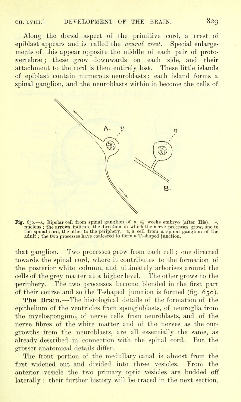 Along the dorsal aspect of the primitive cord, a crest of epiblast appears and is called the neural crest. Special enlarge- ments of this appear opposite the middle of each pair of proto- vertebrse; these grow downwards on each side, and their attachment to the cord is then entirely lost. These little islands of epiblast contain numerous neuroblasts • each island forms a spinal ganglion, and the neuroblasts within it become the cells of Fig. 650.—a, Bipolar cell from spinal ganglion of a 4| weeks embryo (after His). «, nucleus ; the arrows indicate the direction in which the nerve processes grow, one to the spinal cord, the other to the periphery, b, a cell from a spinal ganglion of the adult; the two processes have coalesced to form a T-shaped junction. that ganglion. Two processes grow from each cell; one directed towards the spinal cord, where it contributes to the formation of the posterior white column, and ultimately arborises around the cells of the grey matter at a higher level. The other grows to the periphery. The two processes become blended in the first part of their course and so the T-shaped junction is formed (fig. 650). The Brain.—The histological details of the formation of the epithelium of the ventricles from spongioblasts, of neuroglia from the myelospongium, of nerve cells from neuroblasts, and of the nerve fibres of the white matter and of the nerves as the out- growths from the neuroblasts, are all essentially the same, as already described in connection with the spinal cord. But the grosser anatomical details differ. The front portion of the medullary canal is almost from the first widened out and divided into three vesicles. From the anterior vesicle the two primary optic vesicles are budded off laterally : their further history will be traced in the next section.