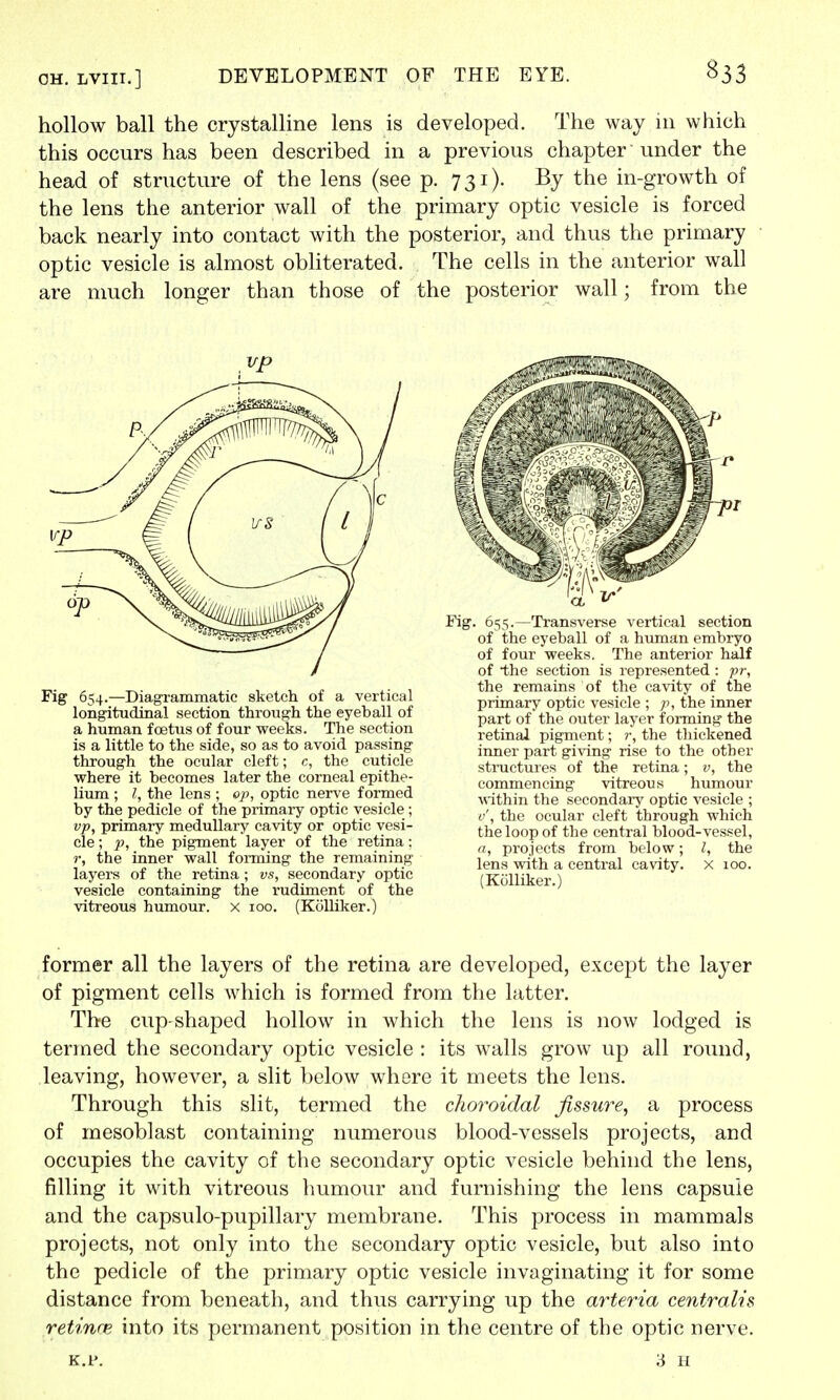 hollow ball the crystalline lens is developed. The way in which this occurs has been described in a previous chapter • under the head of structure of the lens (see p. 731). By the in-growth of the lens the anterior wall of the primary optic vesicle is forced back nearly into contact with the posterior, and thus the primary optic vesicle is almost obliterated. The cells in the anterior wall are much longer than those of the posterior wall; from the vp Fig 654.—Diagrammatic sketch of a vertical longitudinal section through the eyeball of a human fcetus of four weeks. The section is a little to the side, so as to avoid passing through the ocular cleft; c, the cuticle where it becomes later the corneal epithe- lium ; I, the lens ; op, optic nerve formed by the pedicle of the primary optic vesicle; vp, primary medullary cavity or optic vesi- cle ; p, the pigment layer of the retina: r, the inner wall forming the remaining layers of the retina; vs, secondary optic vesicle containing the rudiment of the vitreous humour, x 100. (Kolliker.) Fig. 655.—Transverse vertical section of the eyeball of a human embryo of four weeks. The anterior half of the section is represented : pr, the remains of the cavity of the primary optic vesicle ; p, the inner part of the outer layer forming the retinal pigment; r, the thickened inner part giving rise to the other structures of the retina; v, the commencing vitreous humour within the secondary optic vesicle ; <•', the ocular cleft through which the loop of the central blood-vessel, a, projects from below; I, the lens with a central cavity, x 100. (Kolliker.) former all the layers of the retina are developed, except the layer of pigment cells which is formed from the latter. The cup-shaped hollow in which the lens is now lodged is termed the secondary optic vesicle : its walls grow up all round, leaving, however, a slit below where it meets the lens. Through this slit, termed the choroidal fissure, a process of mesoblast containing numerous blood-vessels projects, and occupies the cavity of the secondary optic vesicle behind the lens, filling it with vitreous humour and furnishing the lens capsule and the capsulo-pupillary membrane. This process in mammals projects, not only into the secondary optic vesicle, but also into the pedicle of the primary optic vesicle invaginating it for some distance from beneath, and thus carrying up the arteria centralis retina? into its permanent position in the centre of the optic nerve. k.p. s H