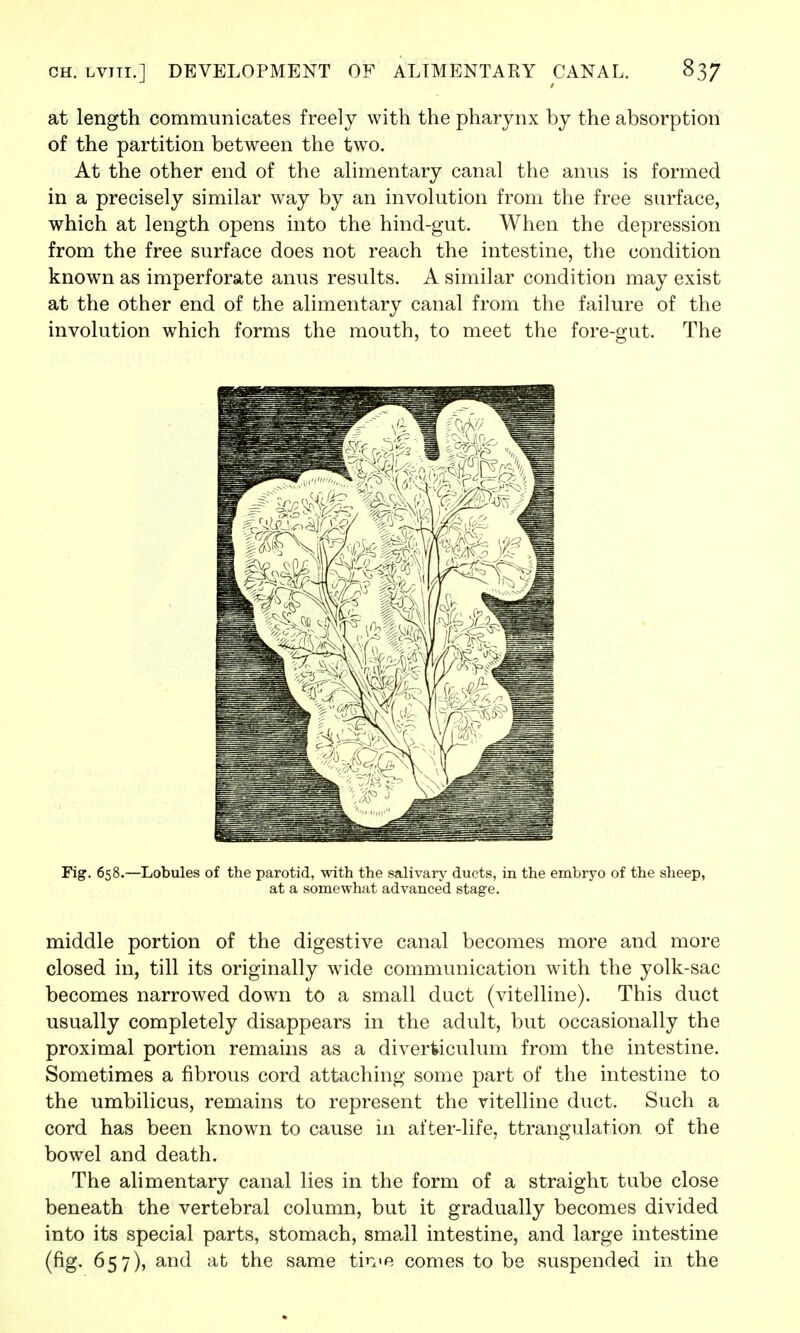 at length communicates freely with the pharynx by the absorption of the partition between the two. At the other end of the alimentary canal the anus is formed in a precisely similar way by an involution from the free surface, which at length opens into the hind-gut. When the depression from the free surface does not reach the intestine, the condition known as imperforate anus results. A similar condition may exist at the other end of the alimentary canal from the failure of the involution which forms the mouth, to meet the fore-gut. The Fig. 658.—Lobules of the parotid, with the salivary ducts, in the embryo of the sheep, at a somewhat advanced stage. middle portion of the digestive canal becomes more and more closed in, till its originally wide communication with the yolk-sac becomes narrowed down to a small duct (vitelline). This duct usually completely disappears in the adult, but occasionally the proximal portion remains as a diverticulum from the intestine. Sometimes a fibrous cord attaching some part of the intestine to the umbilicus, remains to represent the vitelline duct. Such a cord has been known to cause in after-life, ttrangulation of the bowel and death. The alimentary canal lies in the form of a straight tube close beneath the vertebral column, but it gradually becomes divided into its special parts, stomach, small intestine, and large intestine (fig. 657), and at the same tm«e comes to be suspended in the