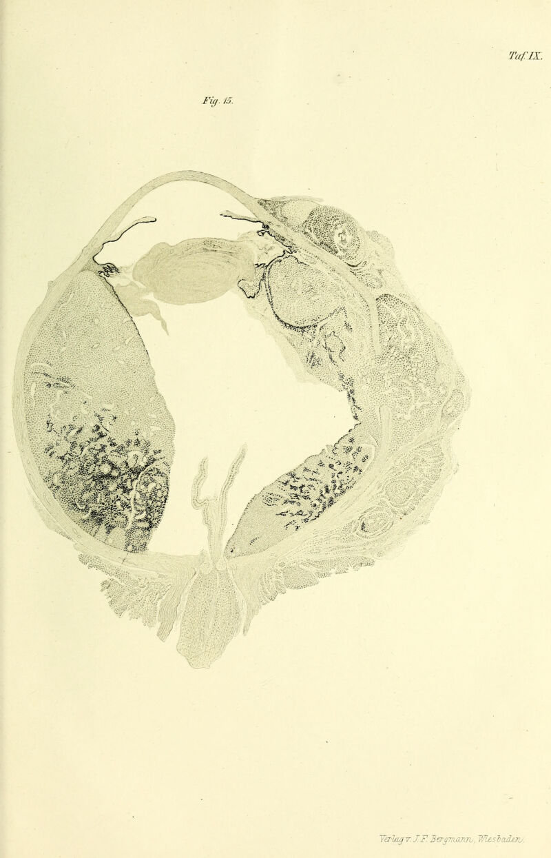TafJX. Füf. 15. Tzrldgr. J.F.B ej-gmaiLTb, WlzsIoäov.