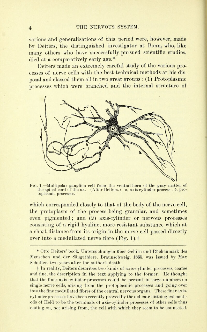vations and generalizations of this period were, however, made by Deiters, the distinguished investigator at Bonn, who, like many others who have successfully pursued scientific studies, died at a comparatively early age.* Deiters made an extremely careful study of the various pro- cesses of nerve cells with the best technical methods at his dis- posal and classed them all in two great groups : (1) Protoplasmic processes which were branched and the internal structure of Fig. 1.—Multipolar ganglion cell from the ventral horn of the gray matter of the spinal cord of the ox. (After Deiters.) a, axis-cylinder process ; 6, pro- toplasmic processes. which corresponded closely to that of the body of the nerve cell, the protoplasm of the process being granular, and sometimes even pigmented; and (2) axis-cylinder or nervous processes consisting of a rigid hyaline, more resistant substance which at a short distance from its origin in the nerve cell passed directly over into a medullated nerve fibre (Fig. l).f * Otto Deiters' book, Untersuchungen uber Gehirn imd Riickenmark des Menschen und der Saugethiere, Braunschweig, 1865, was issued by Max Schultze, two years after the author's death. f In reality, Deiters describes two kinds of axis-cylinder processes, coarse and fine, the description in the text applying to the former. He thought that the finer axis-cylinder processes could be present in large numbers on single nerve cells, arising from the protoplasmic processes and going over into the fine medullated fibres of the central nervous organs. These finer axis- cylinder processes have been recently proved by the delicate histological meth- ods of Held to be the terminals of axis-cylinder processes of other cells thus ending on, not arising from, the cell with which they seem to be connected.