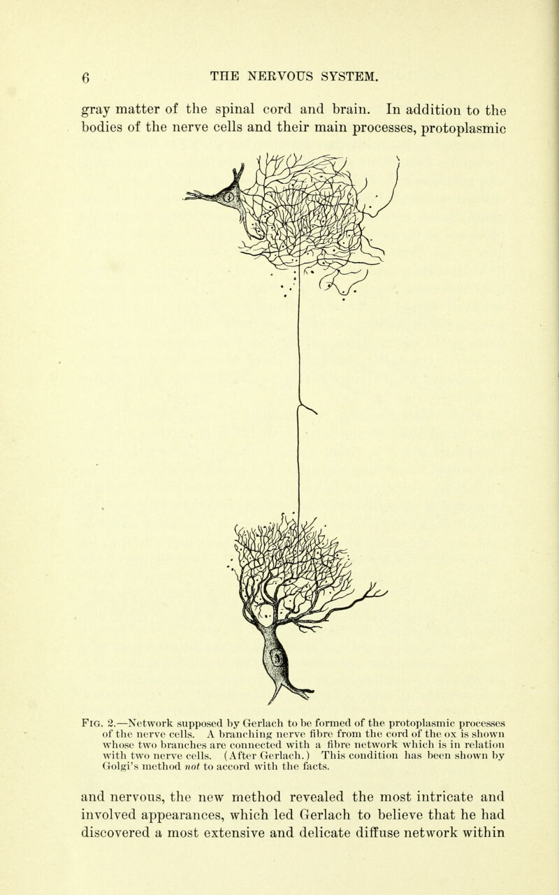 gray matter of the spinal cord and brain. In addition to the bodies of the nerve cells and their main processes, protoplasmic Fig. 2.—Network supposed by Gerlach to be formed of the protoplasmic processes of the nerve cells. A branching nerve fibre from the cord of the ox is shown whose two branches are connected with a fibre network which is in relation with two nerve cells. (After Gerlach.) This condition has been shown by Golgi's method not to accord with the facts. and nervous, the new method revealed the most intricate and involved appearances, which led Gerlach to believe that he had discovered a most extensive and delicate diffuse network within