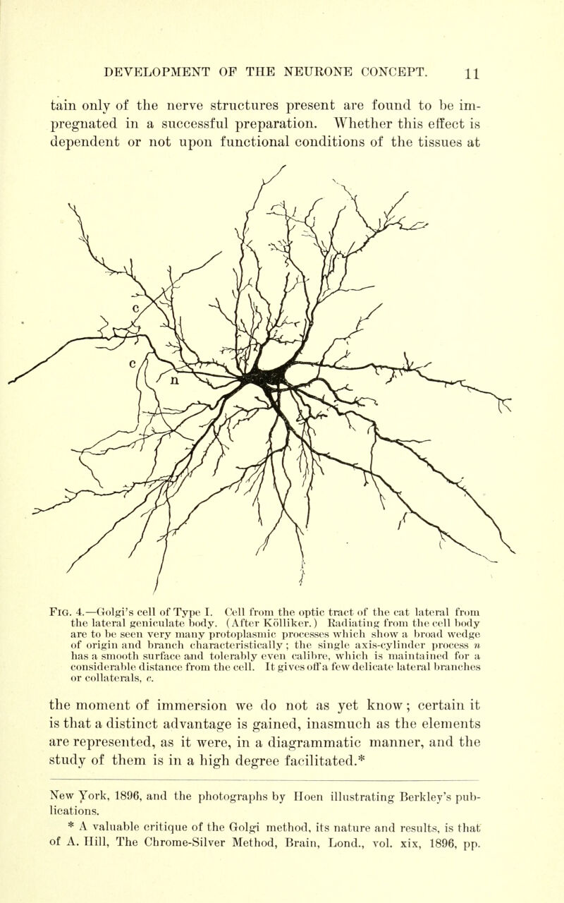 tain only of the nerve structures present are found to be im- pregnated in a successful preparation. Whether this effect is dependent or not upon functional conditions of the tissues at Fig. 4.—Golgi's cell of Type I. Cell from the optic tract of the cat lateral from the lateral geniculate body. (After Kolliker.) Radiating from the cell hody are to be seen very many protoplasmic processes which show a broad wedge of origin and branch characteristically; the single axis-cylinder process n has a smooth surface and tolerably even calibre, which is maintained for a considerable distance from the cell. It gives off a few delicate lateral branches or collaterals, c. the moment of immersion we do not as yet know; certain it is that a distinct advantage is gained, inasmuch as the elements are represented, as it were, in a diagrammatic manner, and the study of them is in a high degree facilitated.* New York, 1896, and the photographs by Hoen illustrating Berkley's pub- lications. * A valuable critique of the Golgi method, its nature and results, is that of A. Hill, The Chrome-Silver Method, Brain, Lond., vol. xix, 1896, pp.