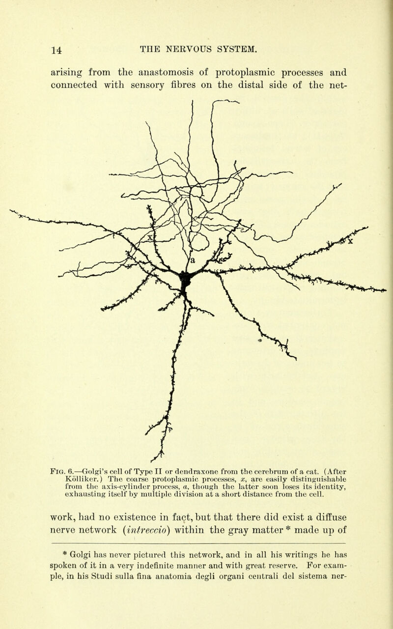 arising from the anastomosis of protoplasmic processes and connected with sensory fibres on the distal side of the net- Fig. 6.—Golgi's cell of Type II or dendraxone from the cerebrum of a cat. (After Kolliker.) The coarse protoplasmic processes, x, are easily distinguishable from the axis-cylinder process, a, though the latter soon loses its identity, exhausting itself by multiple division at a short distance from the cell. work, had no existence in fact, but that there did exist a diffuse nerve network (intreccio) within the gray matter * made up of * Golgi has never pictured this network, and in all his writings he has spoken of it in a very indefinite manner and with great reserve. For exam- ple, in his Studi sulla fina anatomia degli organi centrali del sistema ner-