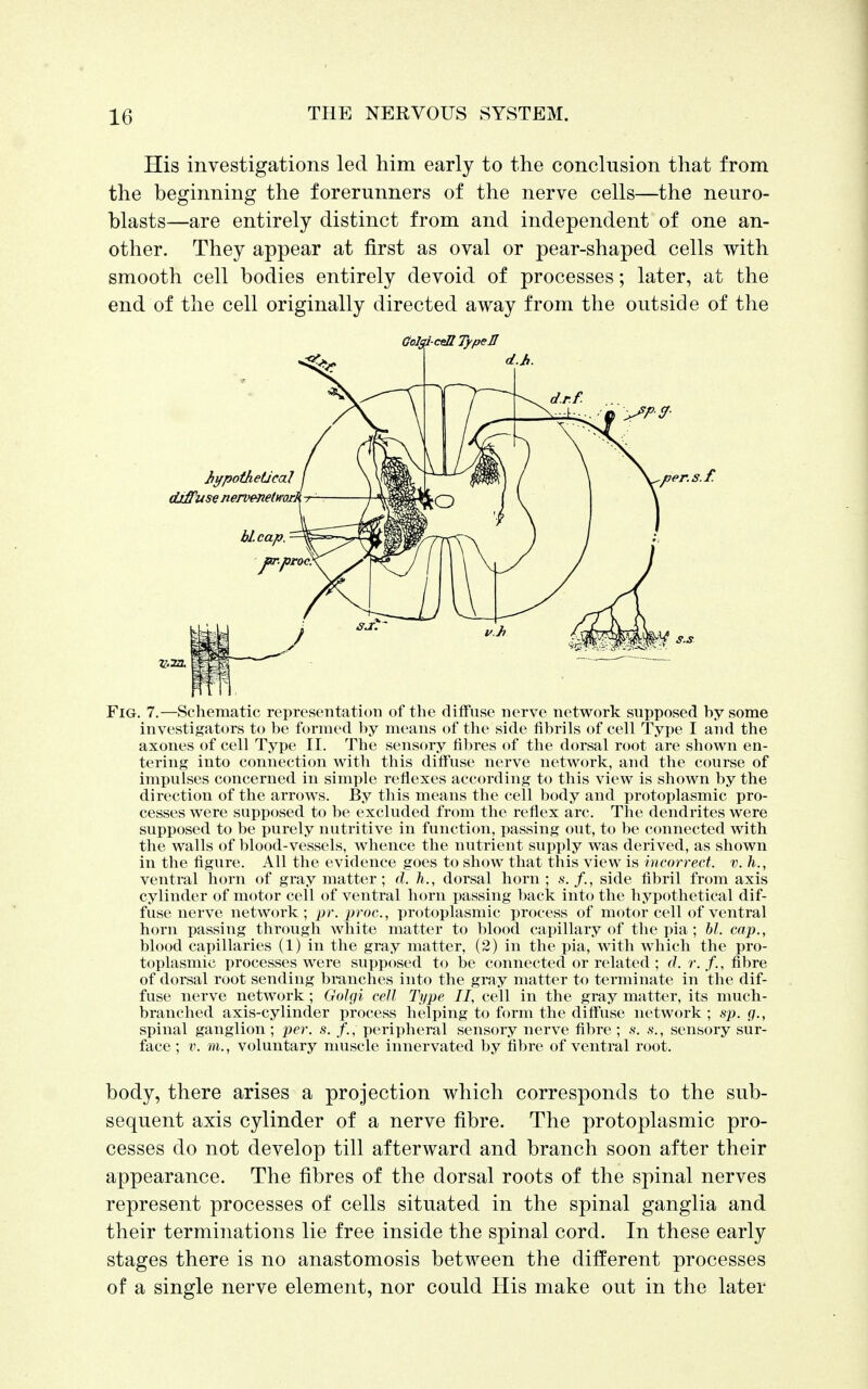 His investigations led him early to the conclusion that from the beginning the forerunners of the nerve cells—the neuro- blasts—are entirely distinct from and independent of one an- other. They appear at first as oval or pear-shaped cells with smooth cell bodies entirely devoid of processes; later, at the end of the cell originally directed away from the outside of the Fig. 7.—Schematic representation of the diffuse nerve network supposed hy some investigators to be formed by means of the side fibrils of cell Type I and the axones of cell Type II. The sensory fibres of the dorsal root are shown en- tering into connection with this diffuse nerve network, and the course of impulses concerned in simple reflexes according to this view is shown by the direction of the arrows. By this means the cell body and protoplasmic pro- cesses were supposed to be excluded from the reflex arc. The dendrites were supposed to be purely nutritive in function, passing out, to be connected with the walls of blood-vessels, whence the nutrient supply was derived, as shown in the figure. All the evidence goes to show that this view is incorrect, v. h., ventral horn of gray matter; d. h., dorsal horn ; s. /., side fibril from axis cylinder of motor cell of ventral horn passing back into the hypothetical dif- fuse nerve network ; pr. proc., protoplasmic process of motor cell of ventral horn passing through white matter to blood capillary of the pia ; bl. cap., blood capillaries (1) in the gray matter, (2) in the pia, with which the pro- toplasmic processes were supposed to be connected or related ; d. r. f., fibre of dorsal root sending branches into the gray matter to terminate in the dif- fuse nerve network; Golgi cell Type II, cell in the gray matter, its much- branched axis-cylinder process helping to form the diffuse network ; sp. g., spinal ganglion; per. s. /., peripheral sensory nerve fibre ; s. s., sensory sur- face ; v. m., voluntary muscle innervated by fibre of ventral root. body, there arises a projection which corresponds to the sub- sequent axis cylinder of a nerve fibre. The protoplasmic pro- cesses do not develop till afterward and branch soon after their appearance. The fibres of the dorsal roots of the spinal nerves represent processes of cells situated in the spinal ganglia and their terminations lie free inside the spinal cord. In these early stages there is no anastomosis between the different processes of a single nerve element, nor could His make out in the later GoldtceHTypell .per.s.f.
