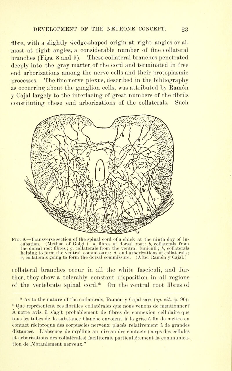 fibre, with a slightly wedge-shaped origin at right angles or al- most at right angles, a considerable number of fine collateral branches (Figs. 8 and 9). These collateral branches penetrated deeply into the gray matter, of the cord and terminated in free end arborizations among the nerve cells and their protoplasmic processes. The fine nerve plexus, described in the bibliography as occurring about the ganglion cells, was attributed by Eamon y Cajal largely to the interlacing of great numbers of the fibrils constituting these end arborizations of the collaterals. Such Fig. 9.—Transverse section of the spinal cord of a chick at the ninth day of in- cubation. (Method of Golgi.) a, fibres of dorsal root; b, collaterals from the dorsal root fibres ; g, collaterals from the ventral funiculi ; h, collaterals helping to form the ventral commissure ; d, end arborizations of collaterals ; o, collaterals going to form the dorsal commissure. (After Eamon y Cajal.) collateral branches occur in all the white fasciculi, and fur- ther, they show a tolerably constant disposition in all regions of the vertebrate spinal cord.* On the ventral root fibres of * As to the nature of the collaterals, Ramon y Cajal says (op. cit., p. 90):  Que representent ces fibrilles collaterales que nous venous de mentionner % A notre avis, il s'agit probableinent de fibres de connexion cellulaire que tous les tubes de la substance blanche envoient a la grise a fin de mettre en contact reciproque des corpuscles nerveux places relativement a, de grandes distances. L'absence de myeline au niveau des contacts (corps des cellules et arborisations des collaterales) faciliterait particulierement la communica- tion de l'ebranlement nerveux.