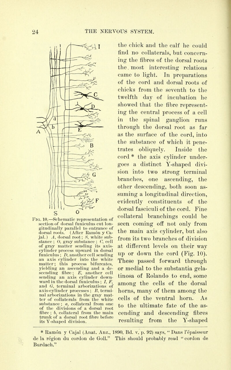 Fig. 10.—Schematic representation of section of dorsal funiculus cut lon- gitudinally parallel to entrance of dorsal roots. (After Ramon y Ca- jal.) A, dorsal root; 8, white sub- stance ; 0, gray substance ; C, cell of gray matter sending its axis- cylinder process upward in dorsal funiculus ; D, another cell sending an axis cylinder into the white matter; this process bifurcates, yielding an ascending and a de- scending fibre; E, another cell sending an axis cylinder down- ward in the dorsal funiculus ; I, F, and G, terminal arborizations of axis-cylinder processes ; B, termi- nal arborizations in the gray mat- ter of collaterals from the white substance ; a, collateral from one of the divisions of a dorsal root fibre ; b, collateral from the main trunk of a dorsal root fibre before its Y-shaped division. the chick and the calf he could find no collaterals, but concern- ing the fibres of the dorsal roots the. most interesting relations came to light. In preparations of the cord and dorsal roots of chicks from the seventh to the twelfth day of incubation he showed that the fibre represent- ing the central process of a cell in the spinal ganglion runs through the dorsal root as far as the surface of the cord, into the substance of which it pene- trates obliquely. Inside the cord * the axis cylinder under- goes a distinct Y-shaped divi- sion into two strong terminal branches, one ascending, the other descending, both soon as- suming a longitudinal direction, evidently constituents of the dorsal fasciculi of the cord. Fine collateral branchings could be seen coming off not only from the main axis cylinder, but also from its two branches of division at different levels on their way up or down the cord (Fig. 10). These passed forward through or medial to the substantia gela- tinosa of Rolando to end, some among the cells of the dorsal horns, many of them among the cells of the ventral horn. As to the ultimate fate of the as- cending and descending fibres resulting from the Y-shaped * Ramon y Cajal (Anat. Anz., 1890, Bd. v. p. 92) says,  Dans l'epaisseur de la region du cordon de Goll. This should probably read  cordon de Burdach.