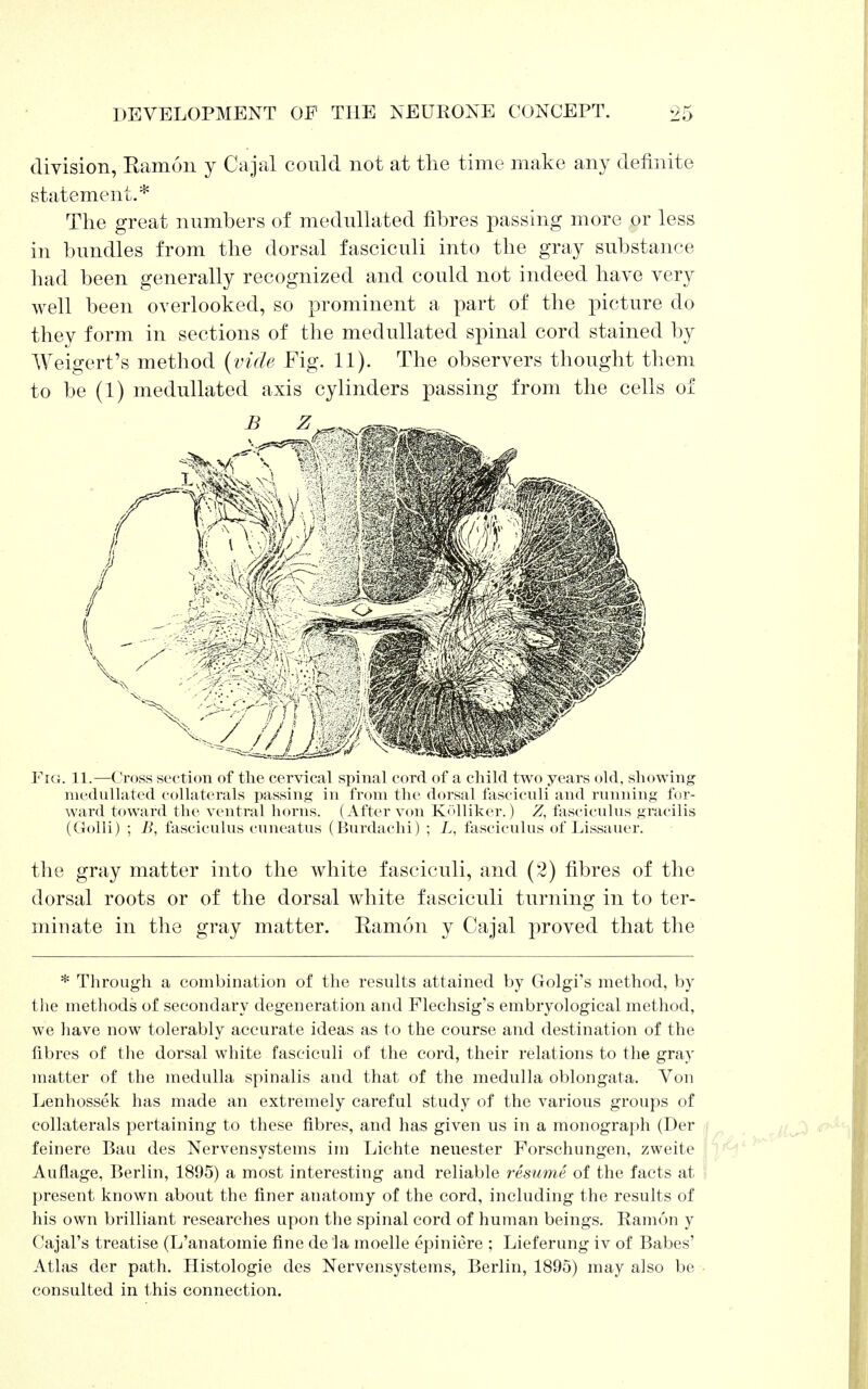 division, Ram6n y Gajal could not at the time make any definite statement.* The great numbers of medullated fibres passing more or less in bundles from the dorsal fasciculi into the gray substance had been generally recognized and could not indeed have very well been overlooked, so prominent a part of the picture do they form in sections of the medullated spinal cord stained by Weigert's method {vide Fig. 11). The observers thought them to be (1) medullated axis cylinders passing from the cells of Fig. 11.—Cross section of the cervical spinal cord of a child two years old, showing medullated collaterals passing in from the dorsal fasciculi and running for- ward toward the ventral horns. (After von K<>lliker.) Z, fasciculus gracilis (Colli) ; B, fasciculus cuiieatus (Burdachi) ; L, fasciculus of Lissauer. the gray matter into the white fasciculi, and (2) fibres of the dorsal roots or of the dorsal white fasciculi turning in to ter- minate in the gray matter. Ramon y Cajal proved that the * Through a combination of the results attained by Golgi's method, by the methods of secondary degeneration and Flechsig's embryological method, we have now tolerably accurate ideas as to the course and destination of the fibres of the dorsal white fasciculi of the cord, their relations to the gray matter of the medulla spinalis and that of the medulla oblongata. Von Lenhossek has made an extremely careful study of the various groups of collaterals pertaining to these fibres, and has given us in a monograph (Der feinere Bau des Nervensystems im Lichte neuester Forschungen, zweite ; Auflage, Berlin, 1895) a most interesting and reliable resume of the facts at I present known about the finer anatomy of the cord, including the results of his own brilliant researches upon the spinal cord of human beings. Ramon y Cajal's treatise (L'anatomie fine de la moelle epiniere ; Lieferung iv of Babes' Atlas der path. Histologic des Nervensystems, Berlin, 1895) may also be consulted in this connection.