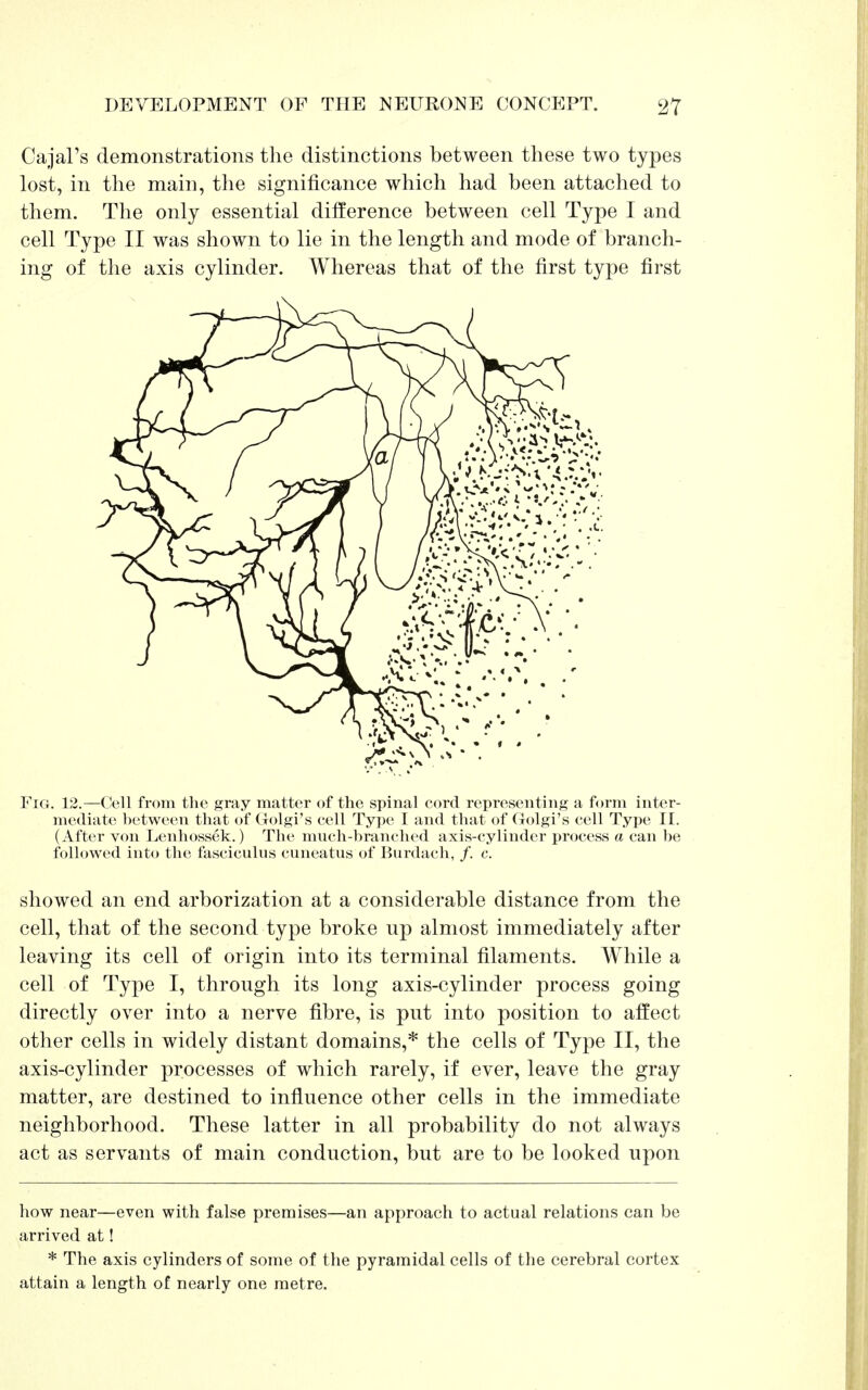 Cajal's demonstrations the distinctions between these two types lost, in the main, the significance which had been attached to them. The only essential difference between cell Type I and cell Type II was shown to lie in the length and mode of branch- ing of the axis cylinder. Whereas that of the first type first Fig. 12.—Cell from the gray matter of the spinal cord representing a form inter- mediate between that of Golgi's cell Type I and that of Golgi's cell Type II. (After von Lenhossek.) The much-branched axis-cylinder process a can be followed into the fasciculus cuneatus of Burdach, /. c. showed an end arborization at a considerable distance from the cell, that of the second type broke up almost immediately after leaving its cell of origin into its terminal filaments. While a cell of Type I, through its long axis-cylinder process going directly over into a nerve fibre, is put into position to affect other cells in widely distant domains,* the cells of Type II, the axis-cylinder processes of which rarely, if ever, leave the gray matter, are destined to influence other cells in the immediate neighborhood. These latter in all probability do not always act as servants of main conduction, but are to be looked upon how near—even with false premises—an approach to actual relations can be arrived at! * The axis cylinders of some of the pyramidal cells of the cerebral cortex attain a length of nearly one metre.